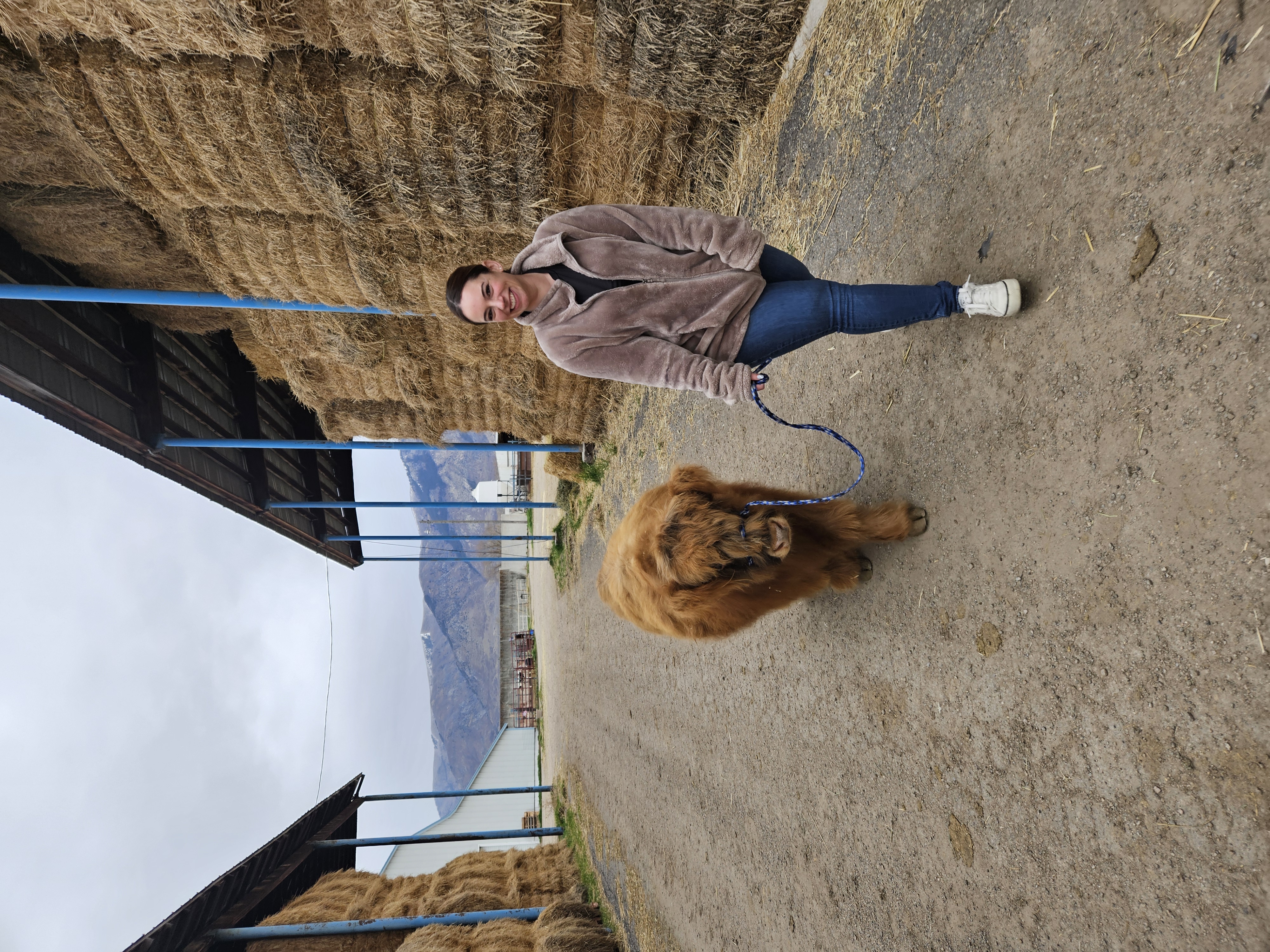 Highland cattle in the barn
