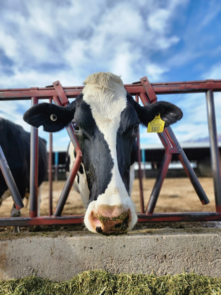 Dairy cow at the farm