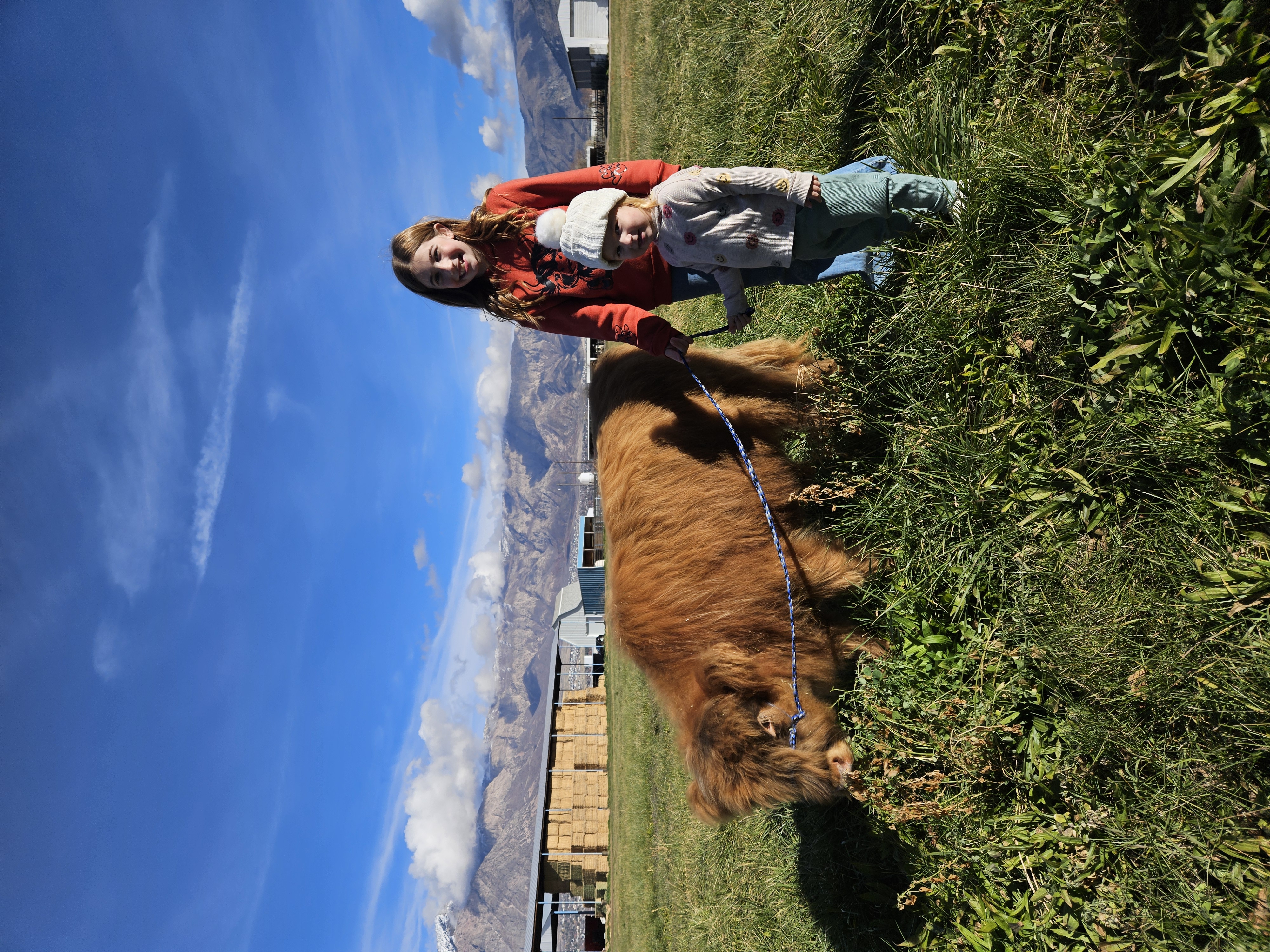 Walking with Harry the Highland cattle in the field