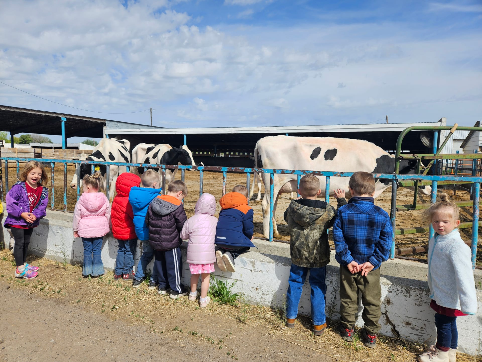 Harry the Highland bull