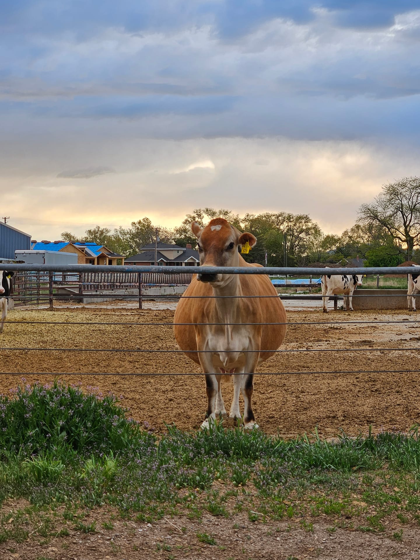 Harry the Highland bull
