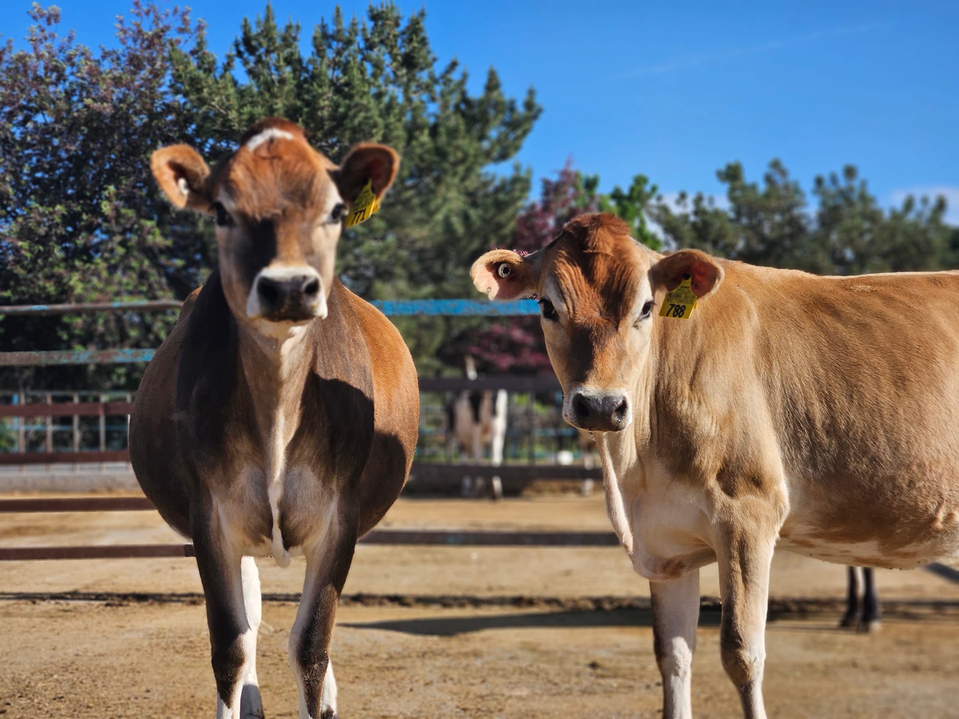 Harry the Highland bull