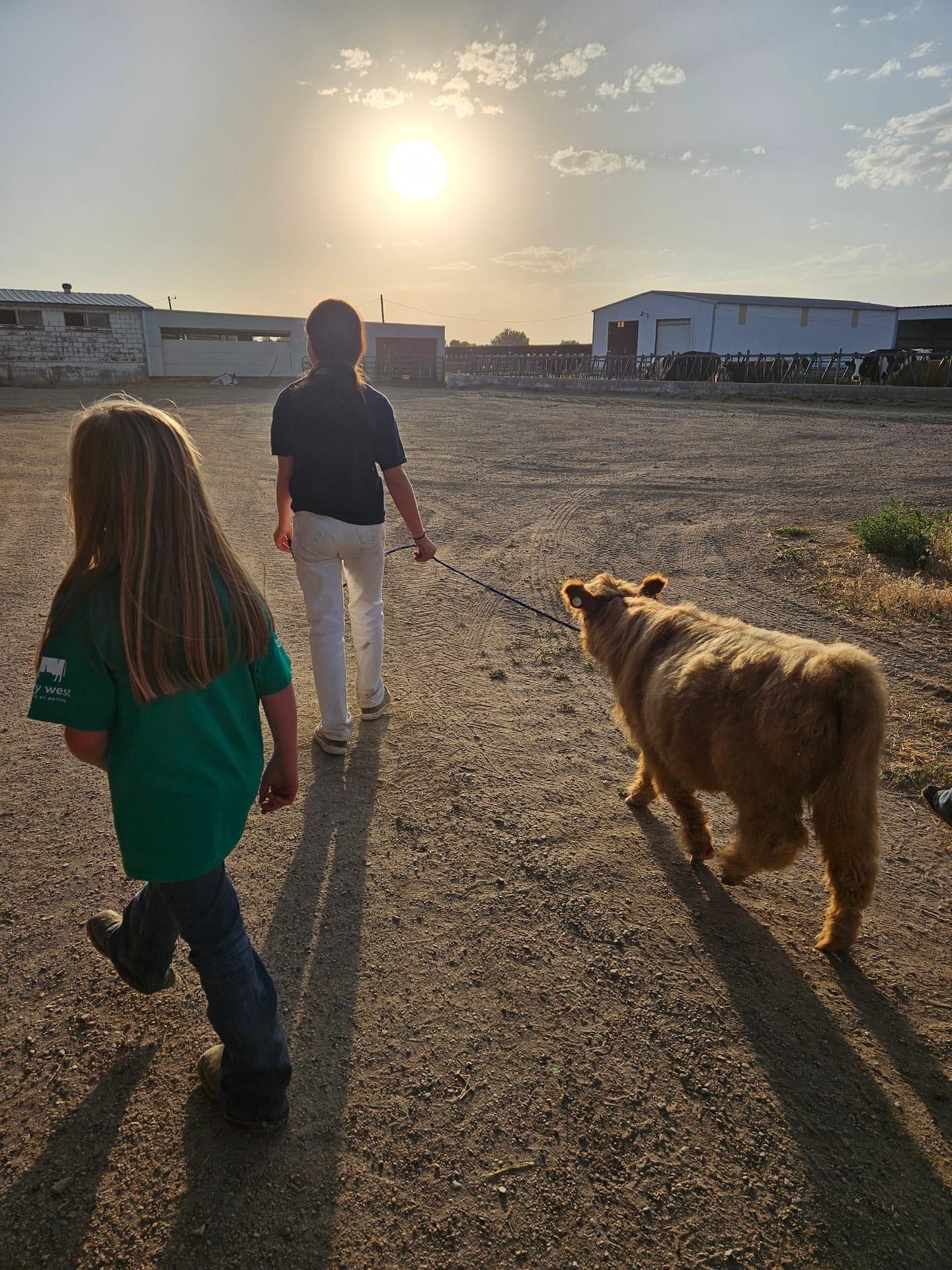 Harry the Highland bull