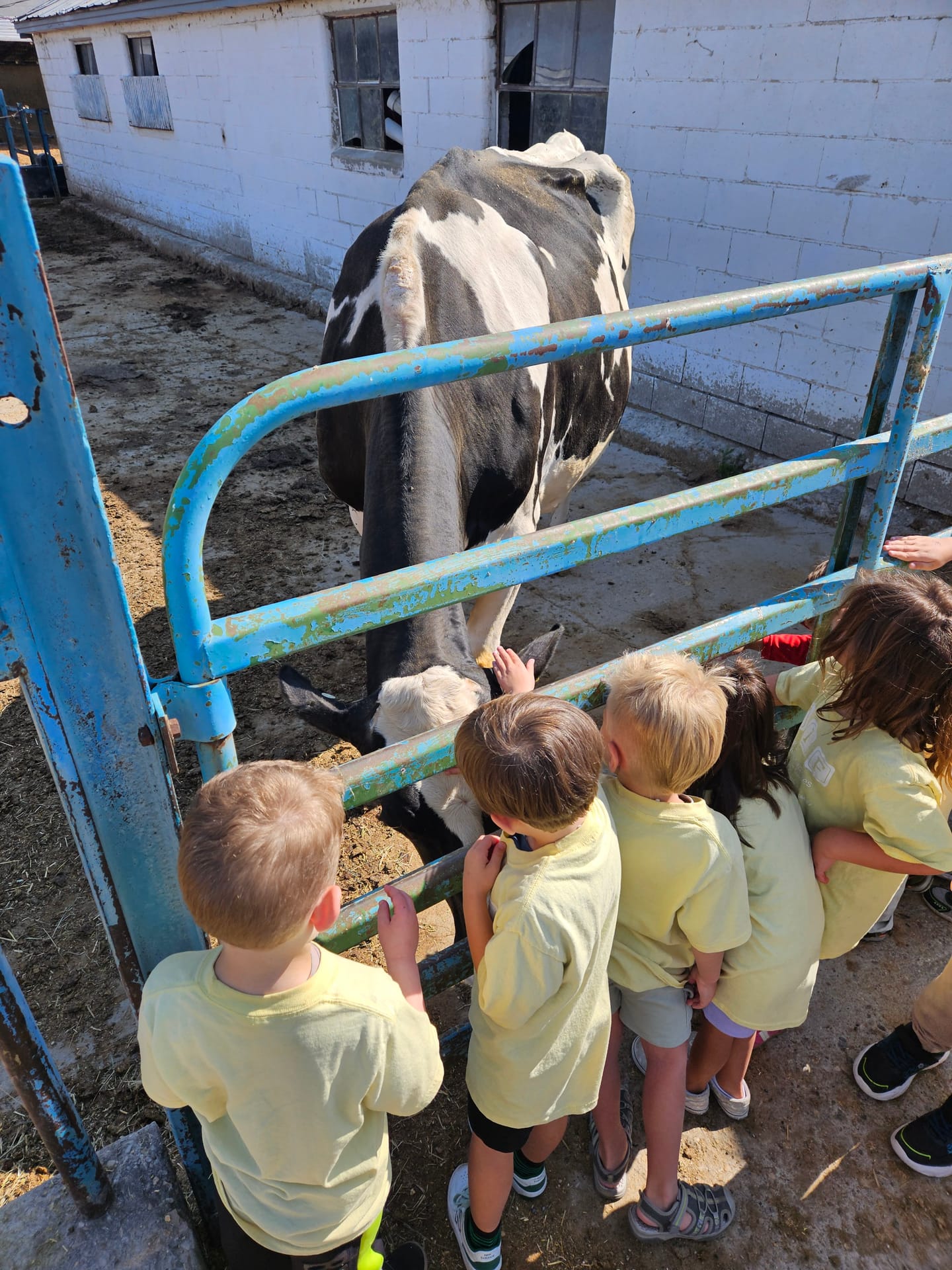 Harry the Highland bull