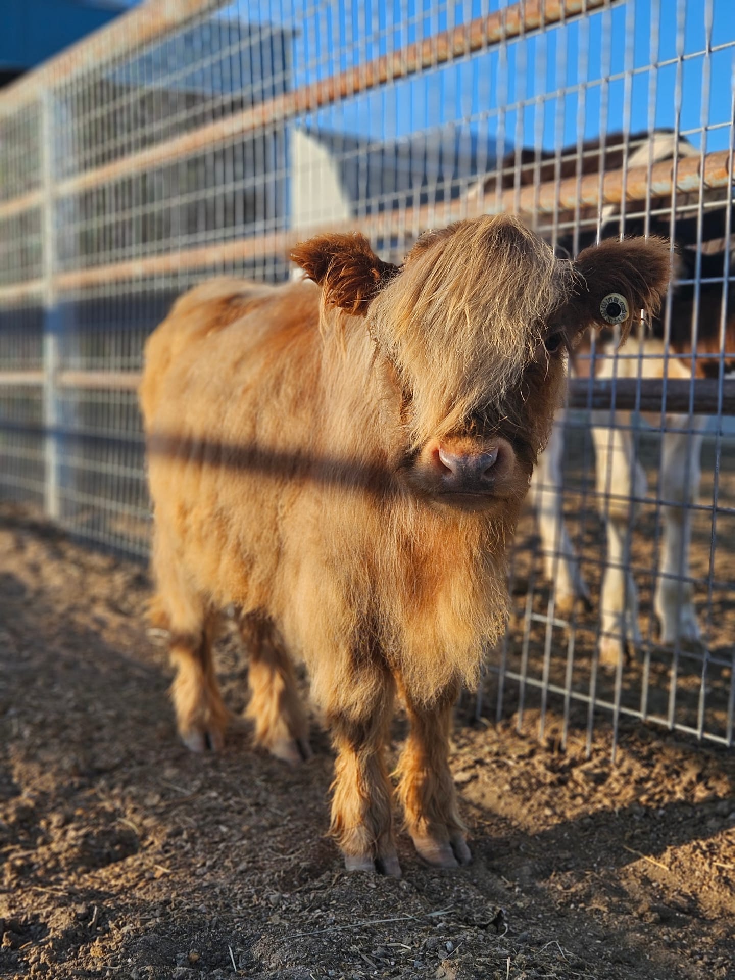 Harry the Highland bull