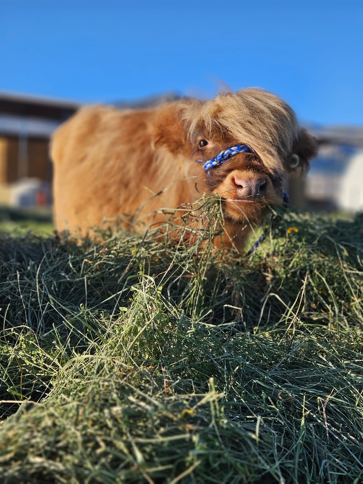 Harry the Highland bull