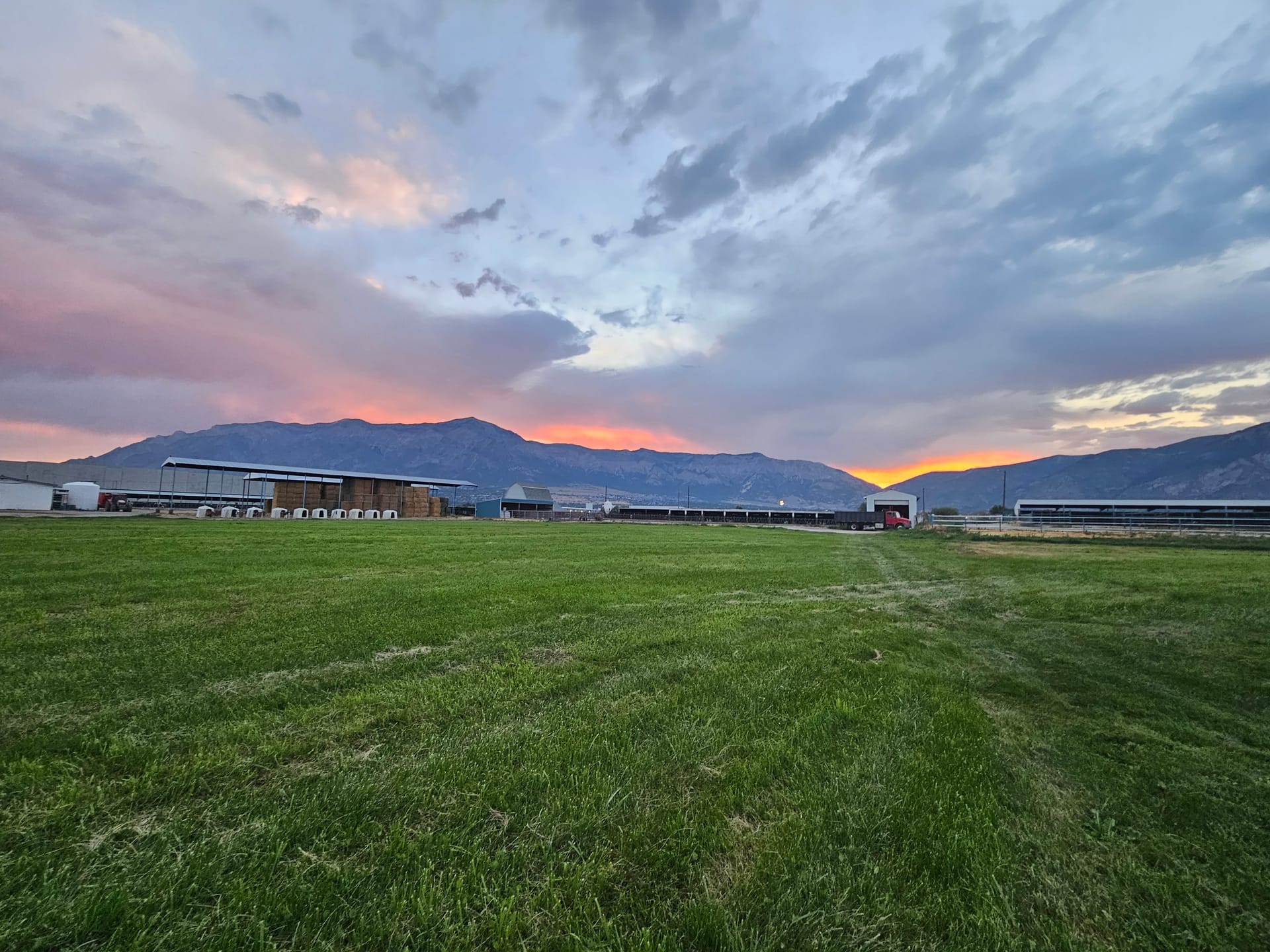Harry the Highland bull