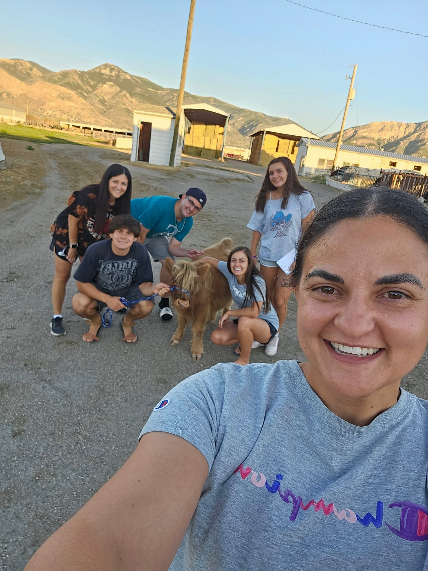 Harry the Highland bull