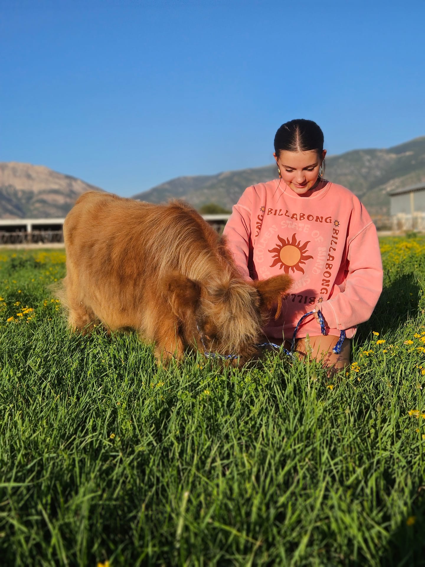 Harry the Highland bull