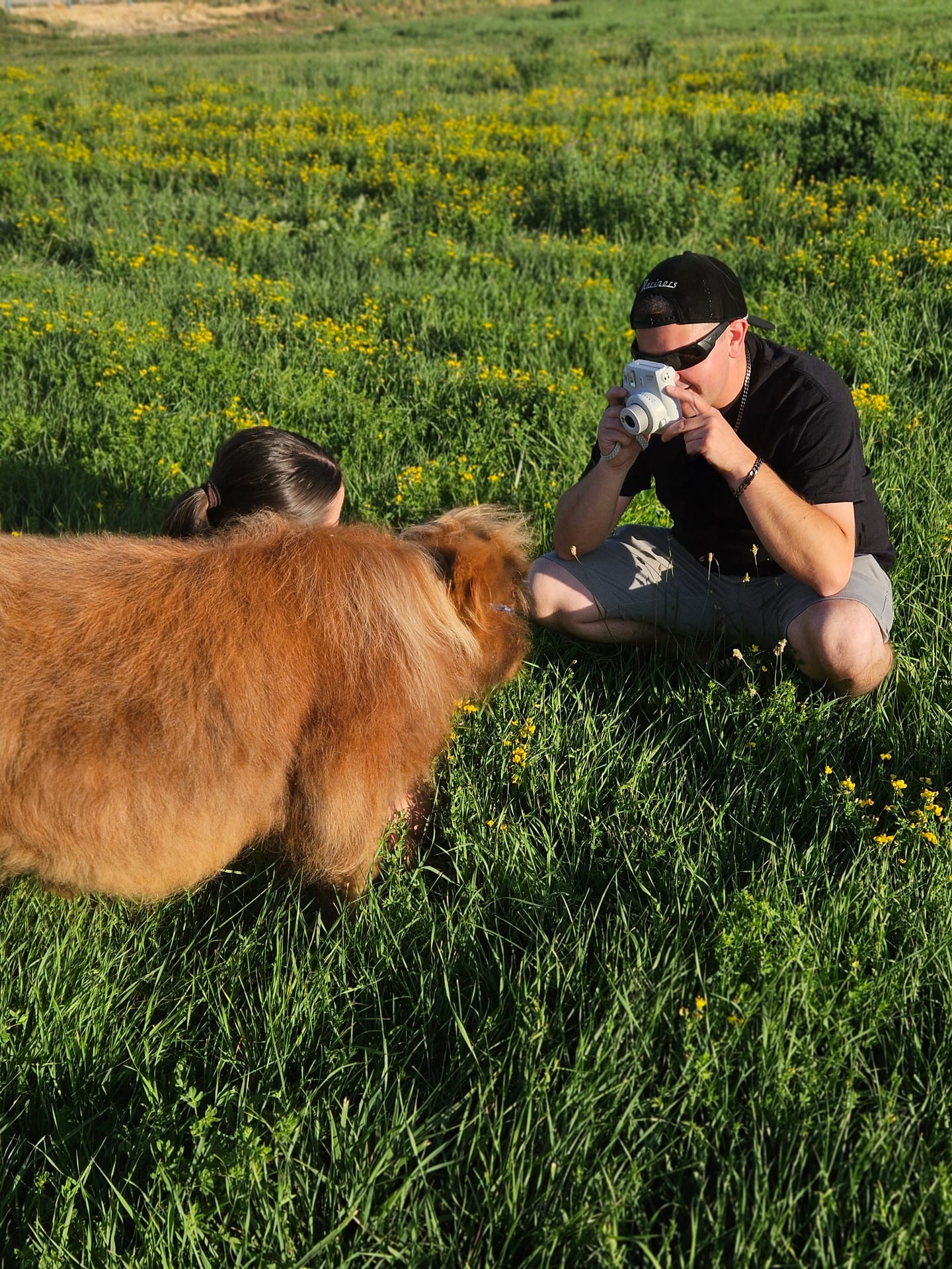 Harry the Highland bull
