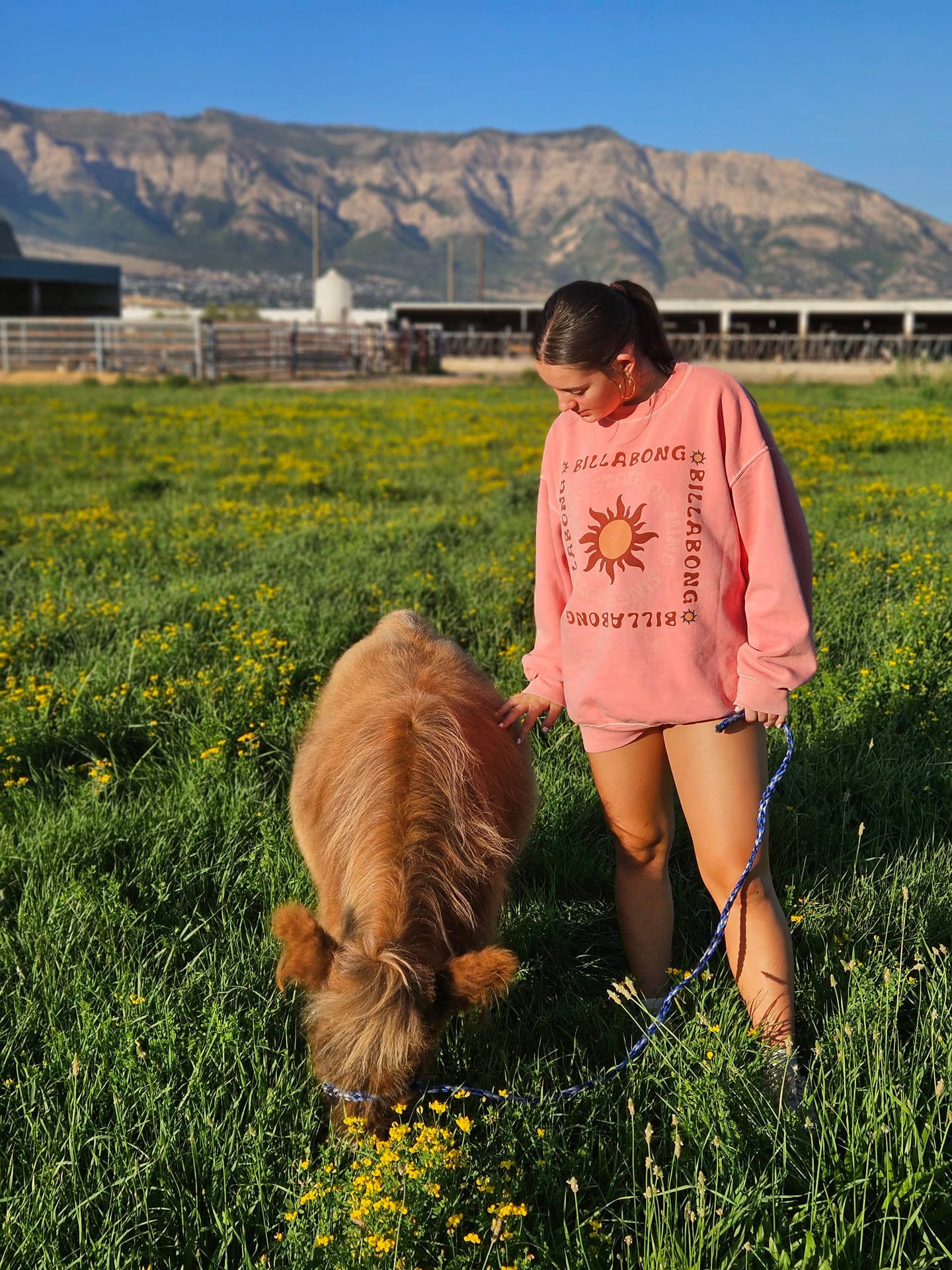 Harry the Highland bull