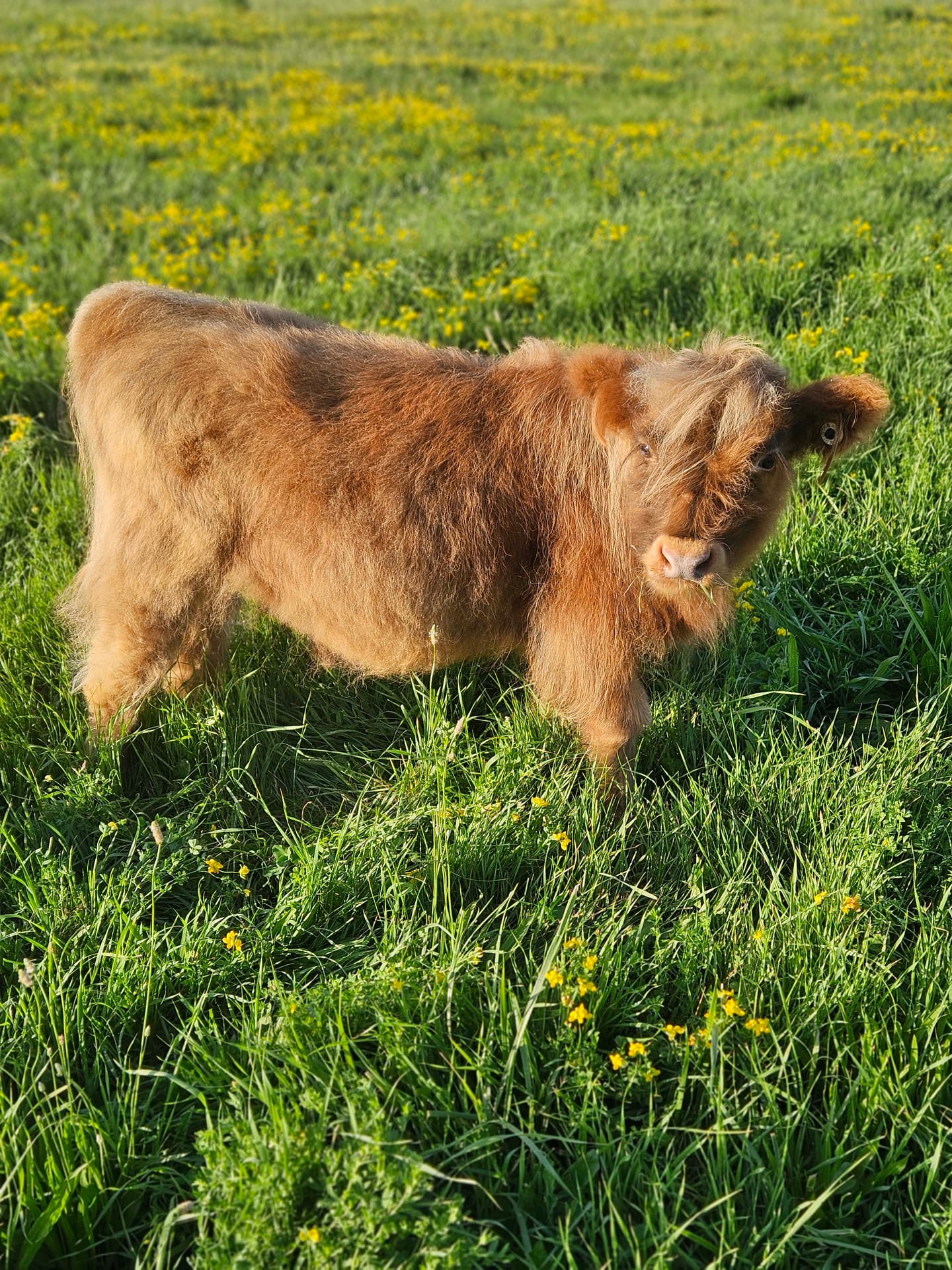 Harry the Highland bull