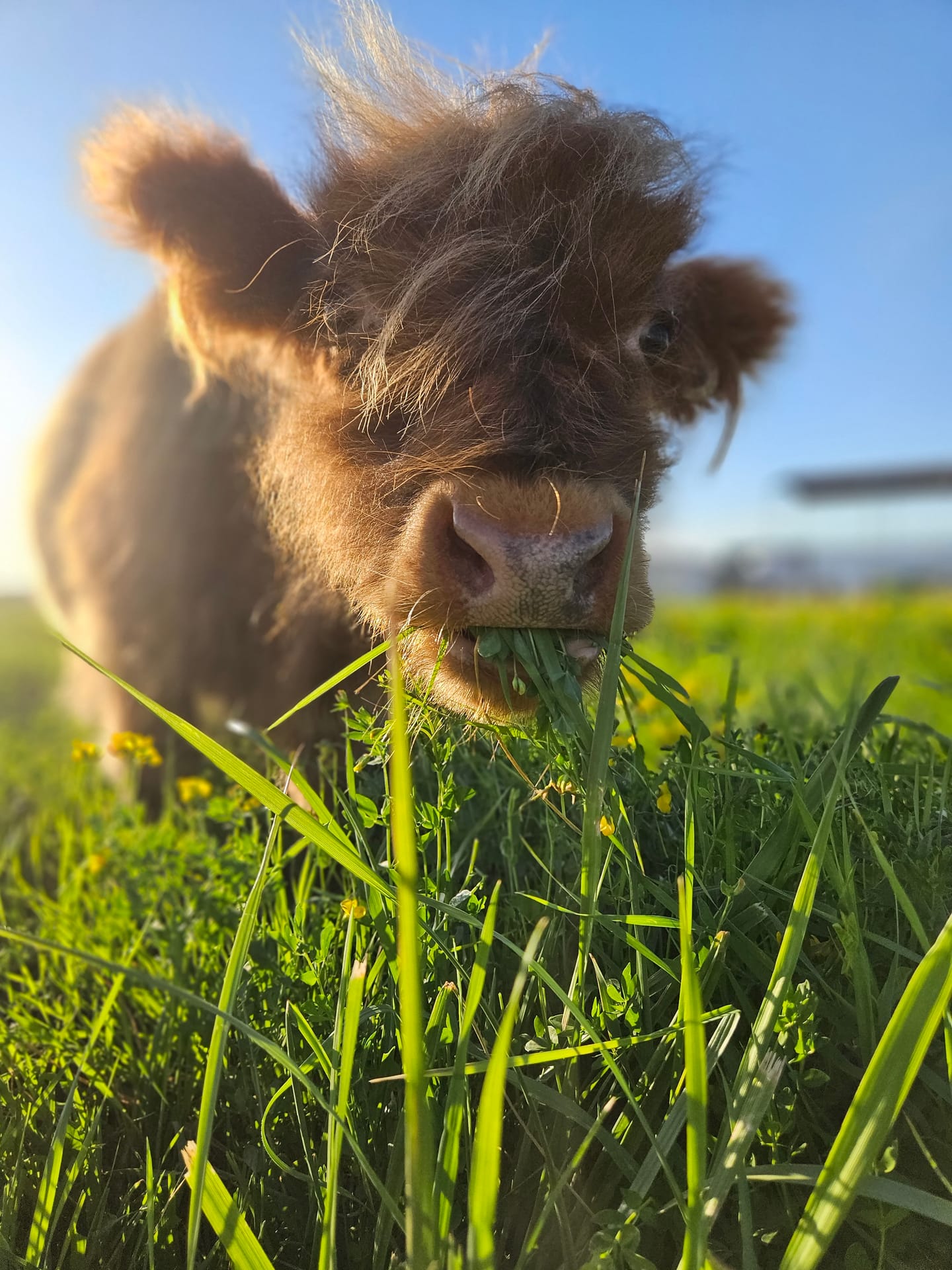 Harry the Highland bull