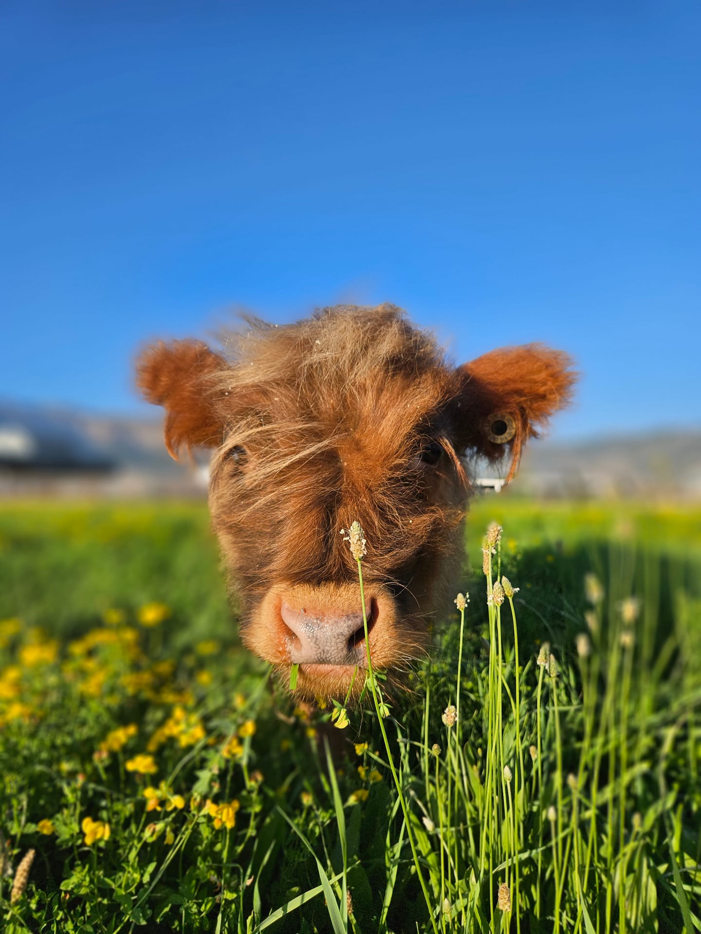 Harry the Highland bull