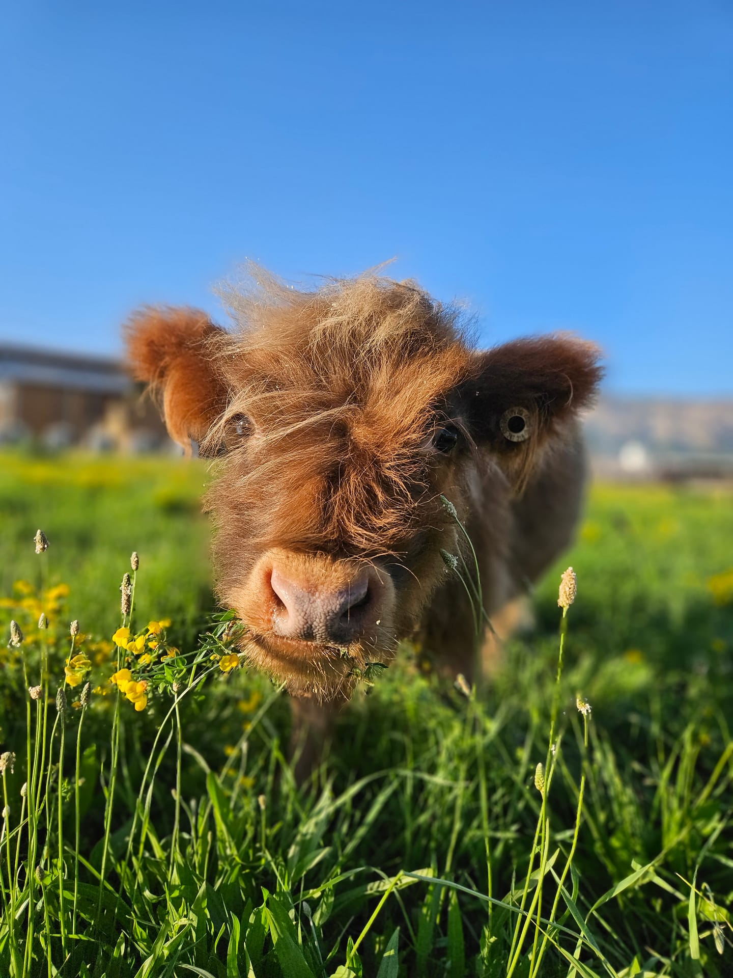 Harry the Highland bull