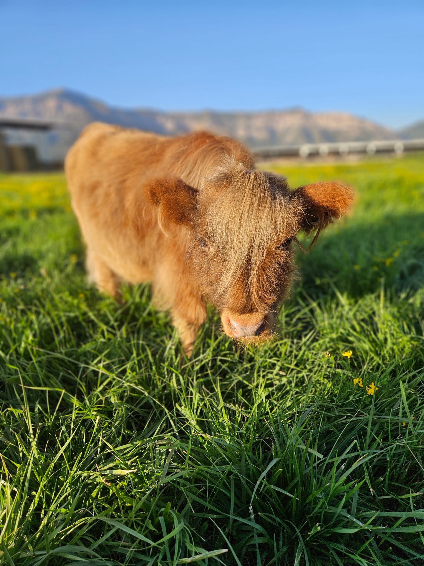 Harry the Highland bull