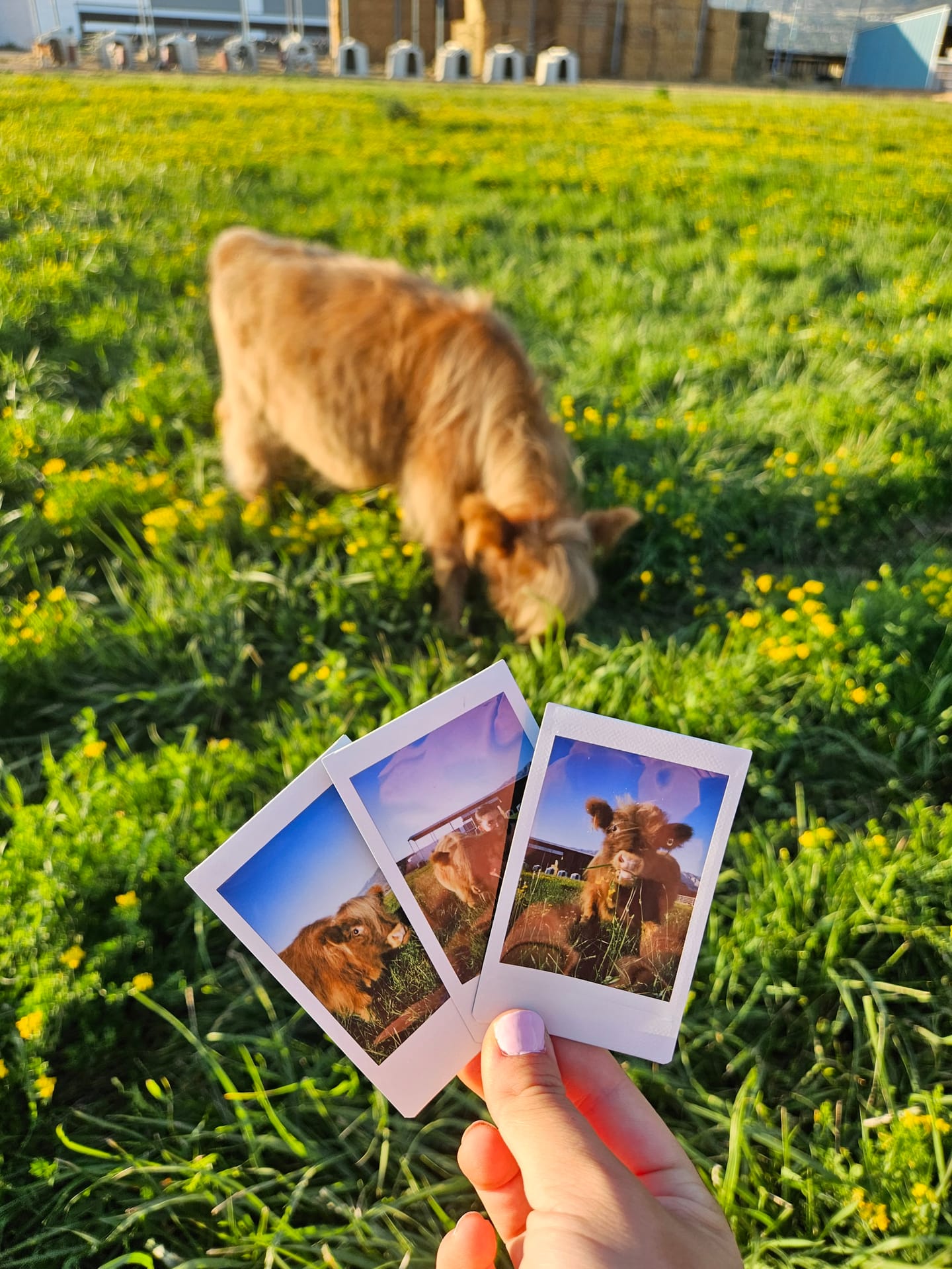 Harry the Highland bull