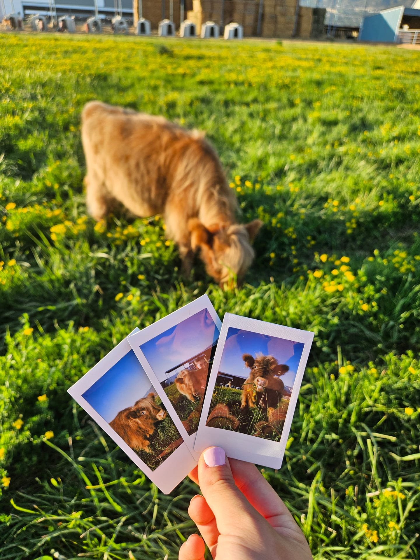 Harry the Highland bull