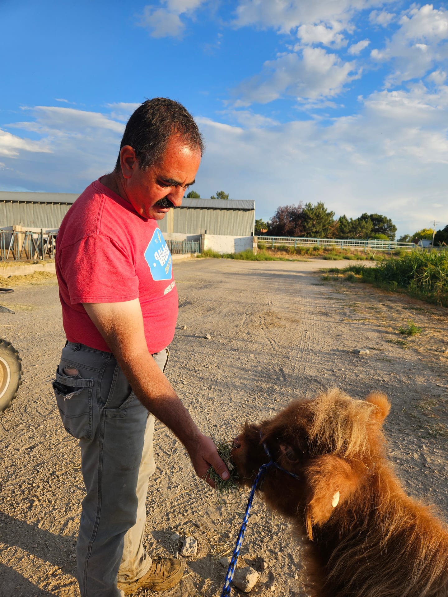 Harry the Highland bull