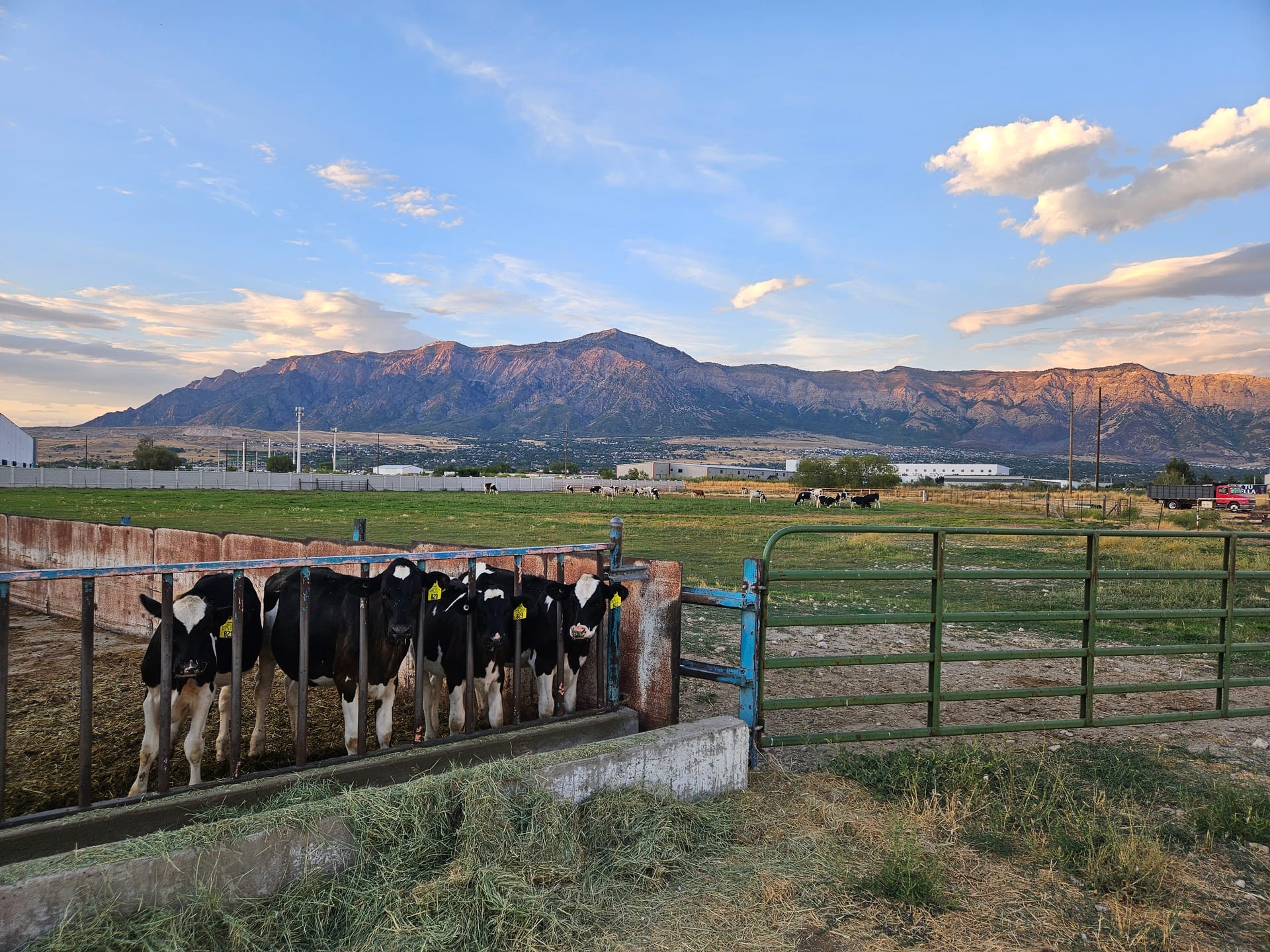 Harry the Highland bull