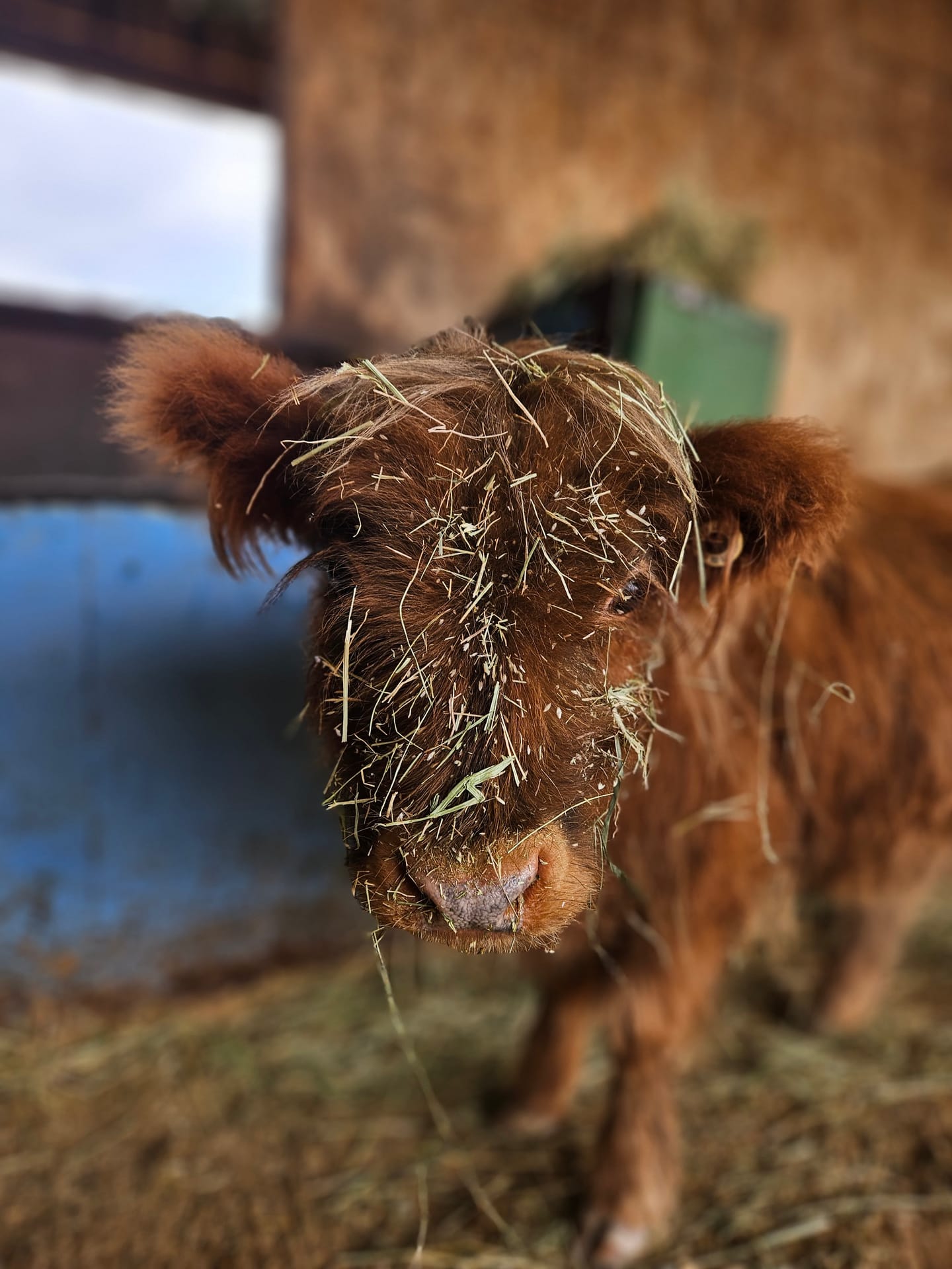 Harry the Highland bull