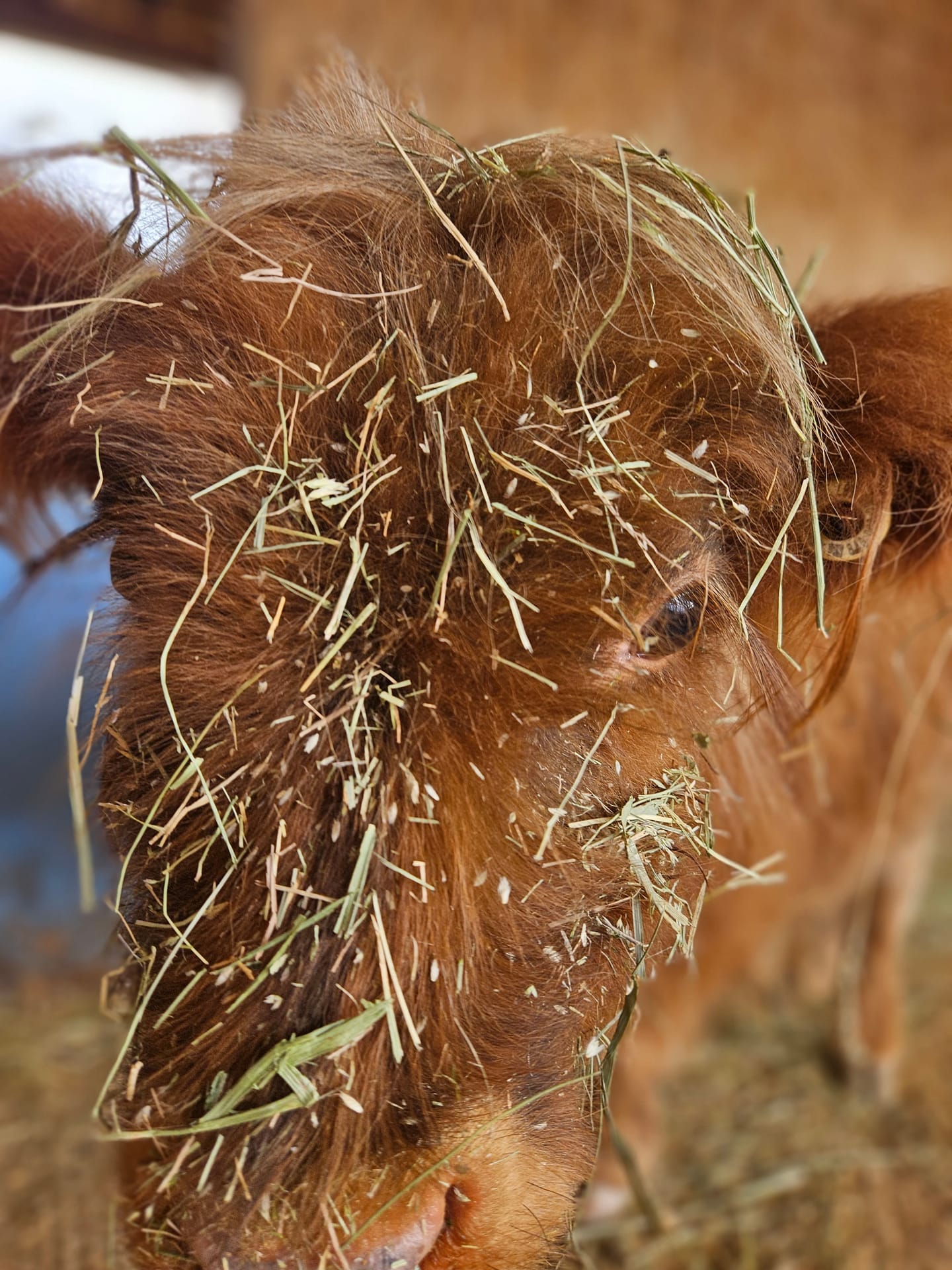 Harry the Highland bull