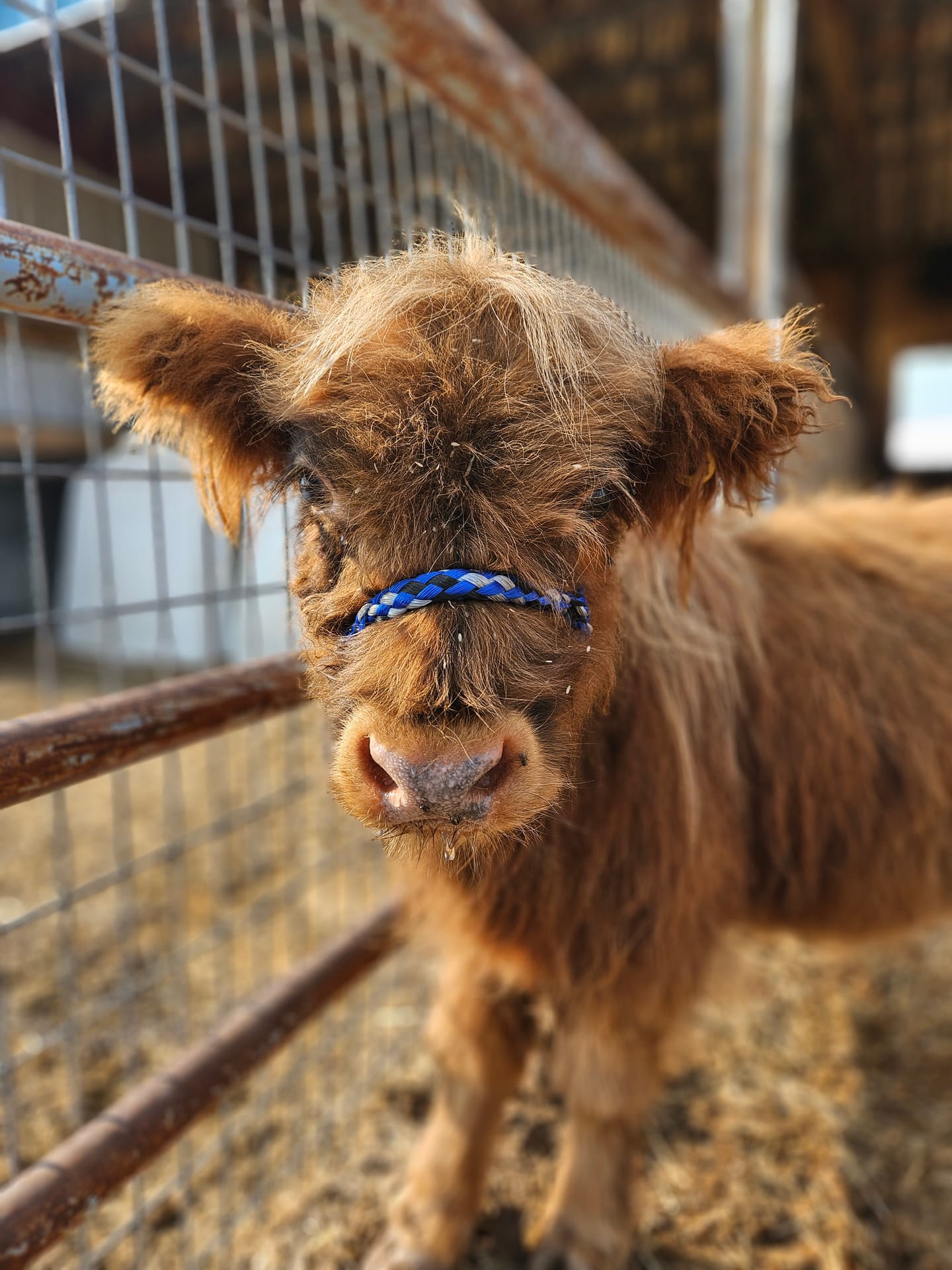 Harry the Highland bull