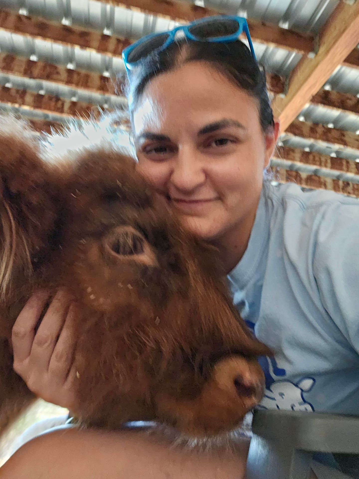 Harry the Highland bull