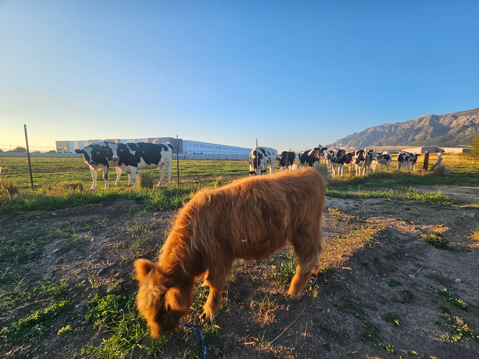 Harry the Highland bull