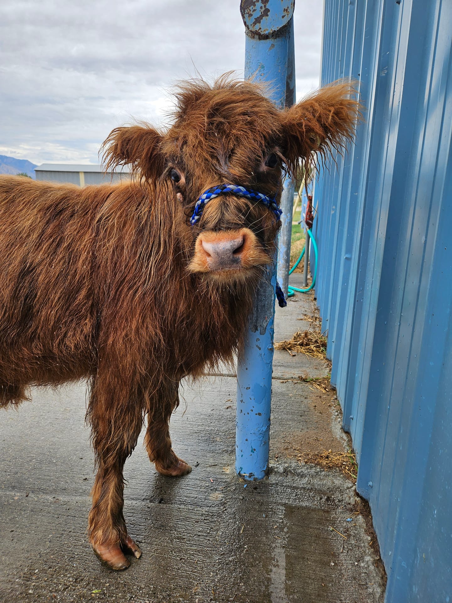 Harry the Highland bull