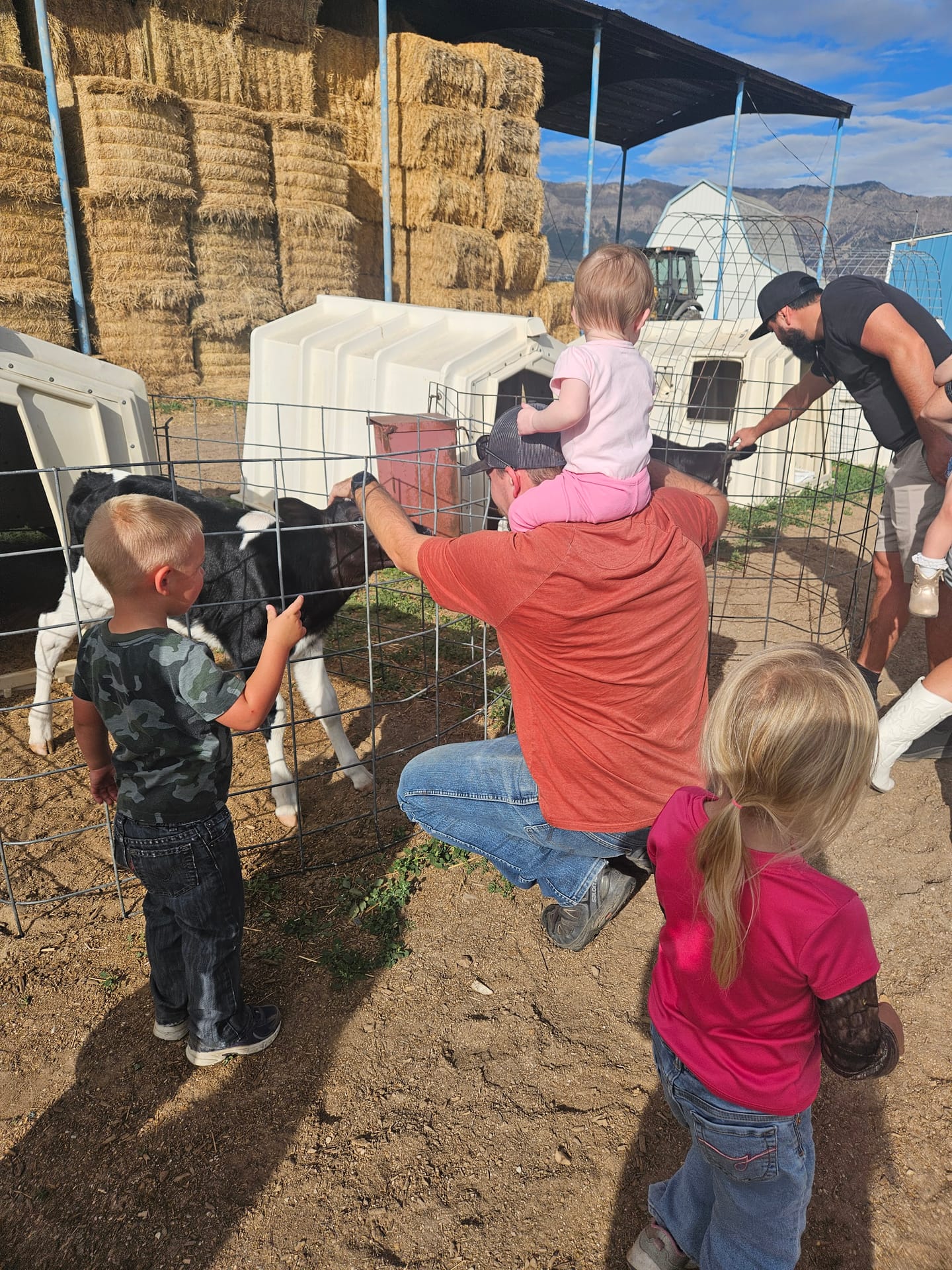 Harry the Highland bull