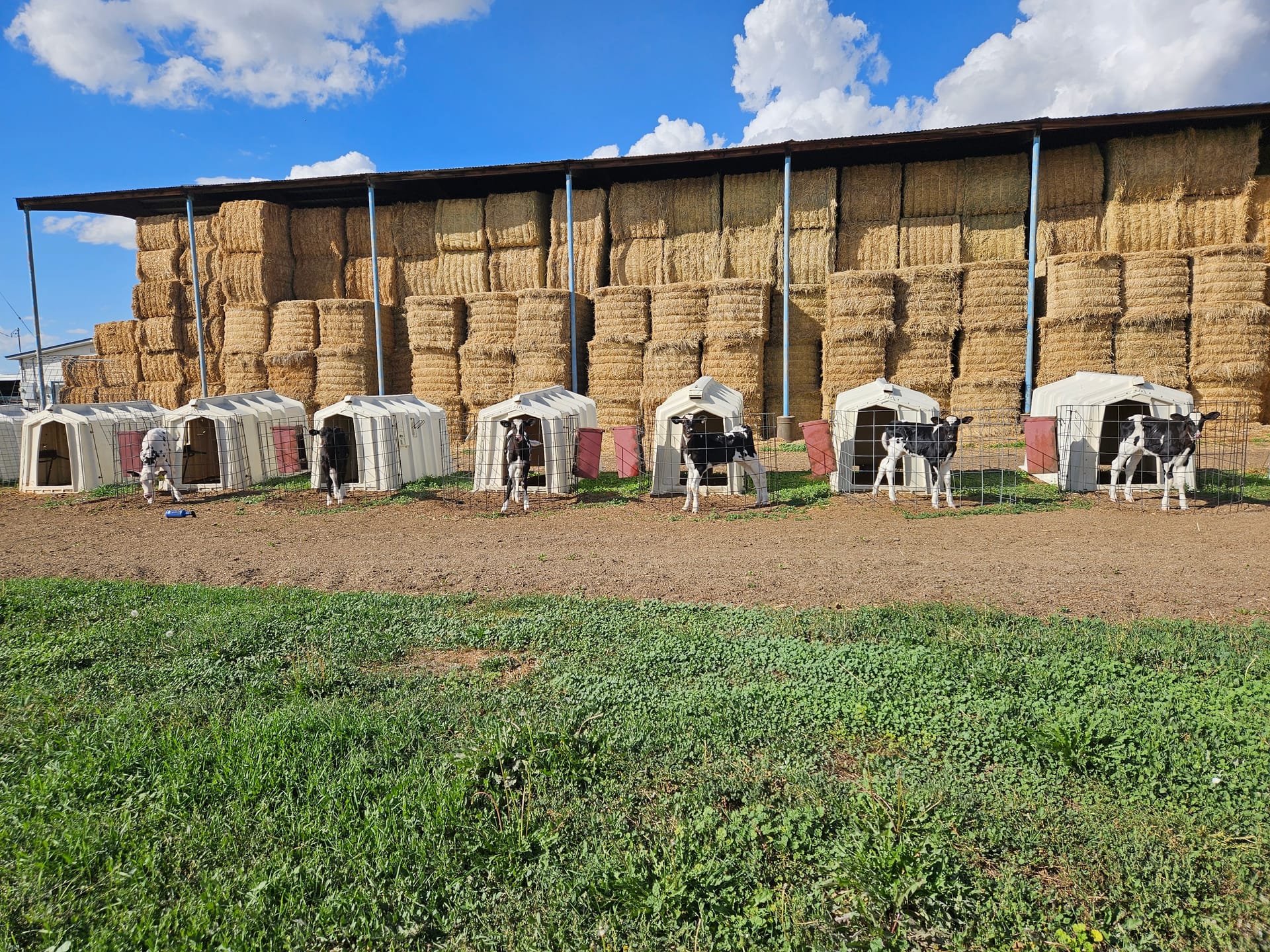 Harry the Highland bull