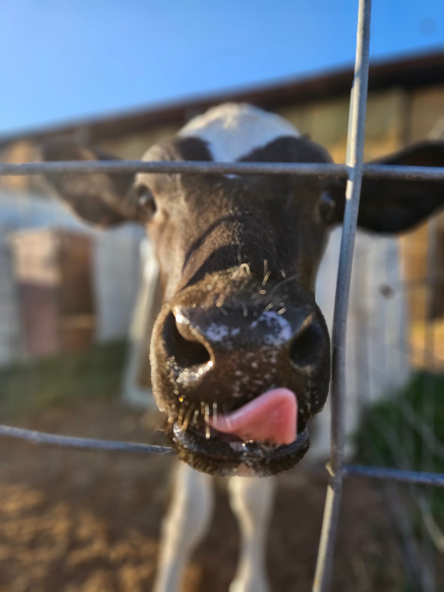 Harry the Highland bull