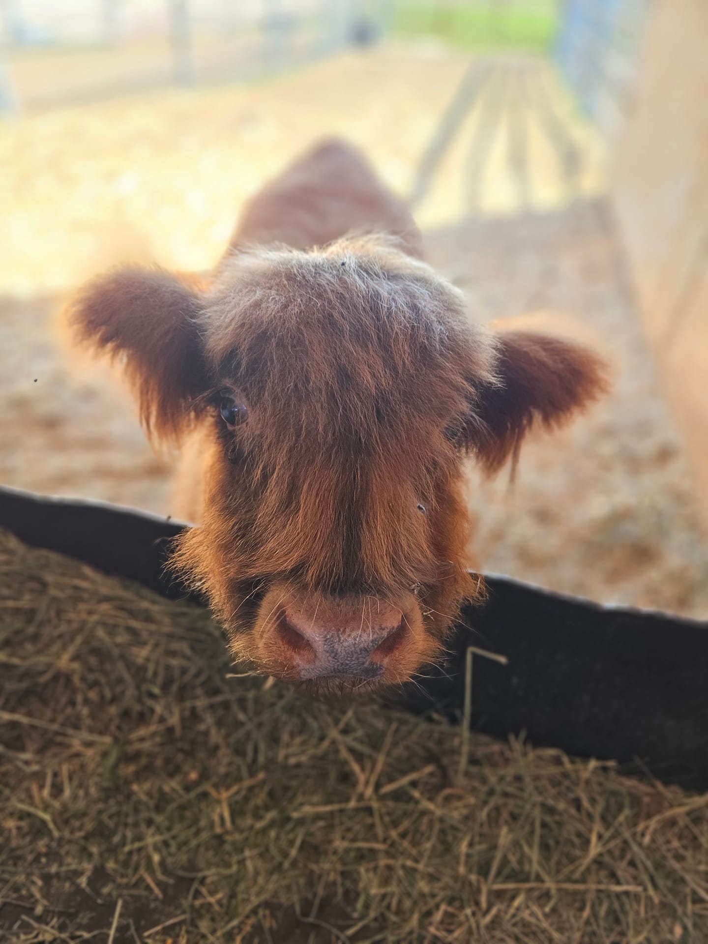 Harry the Highland bull