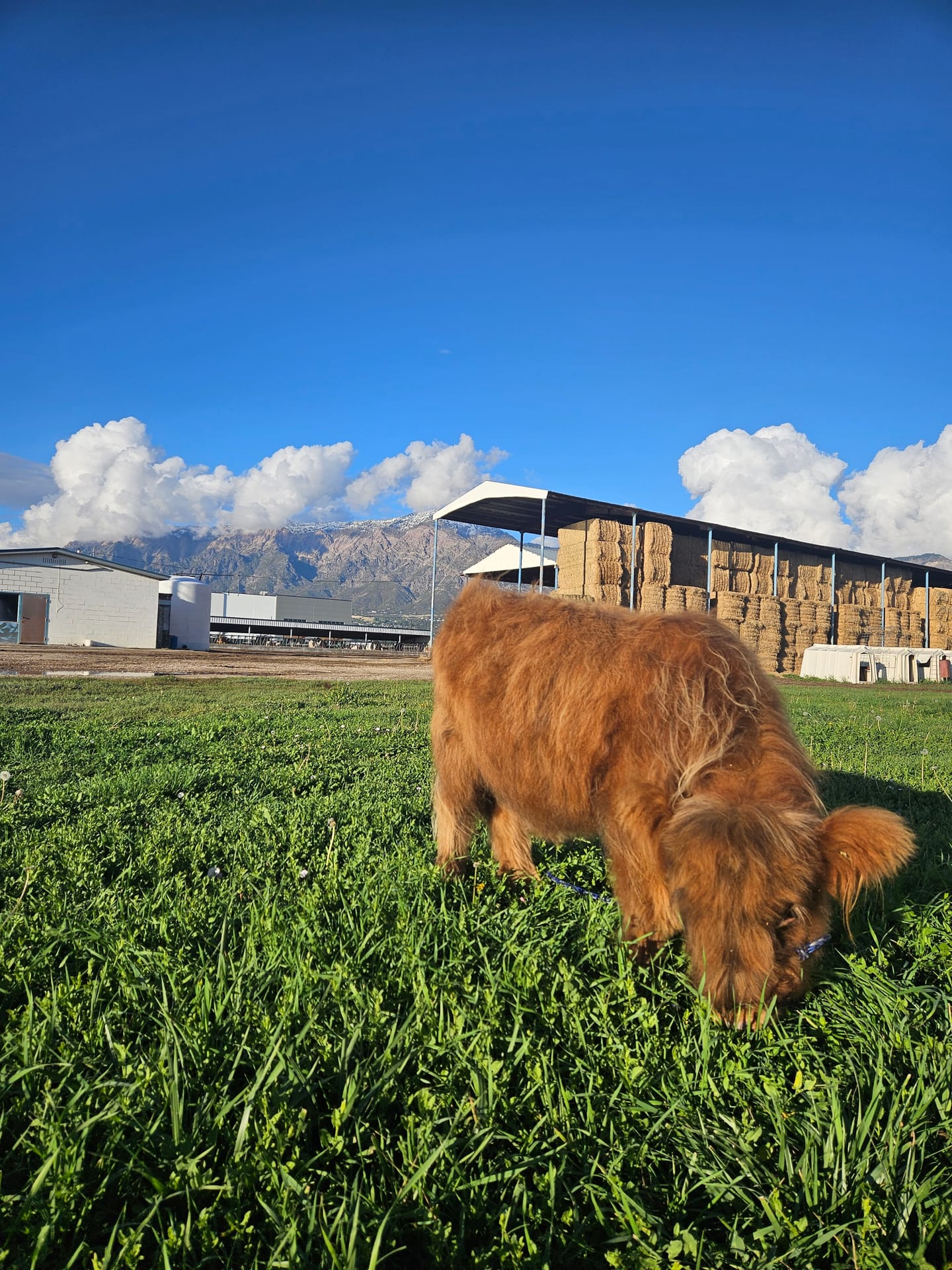 Harry the Highland bull