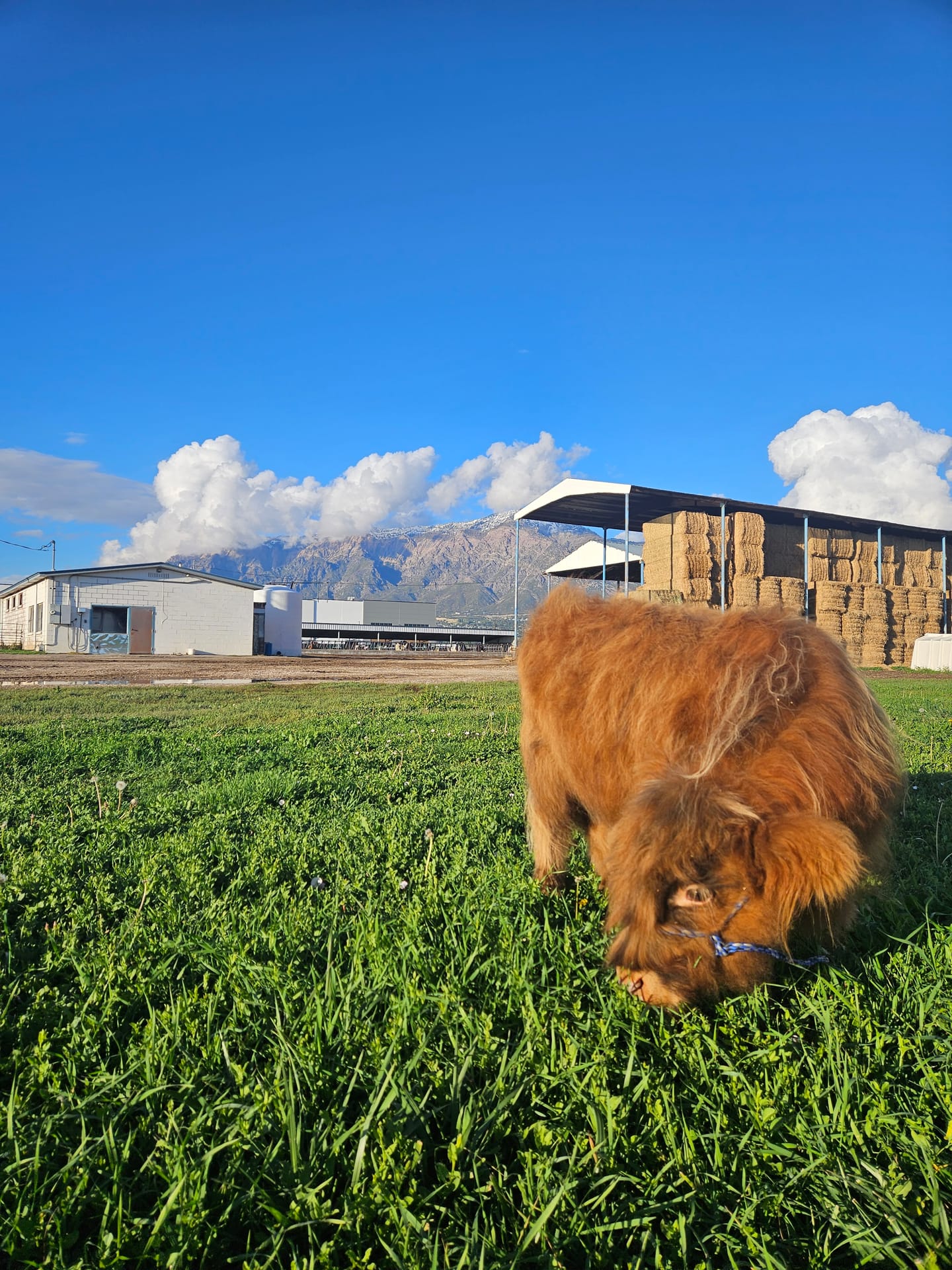 Harry the Highland bull
