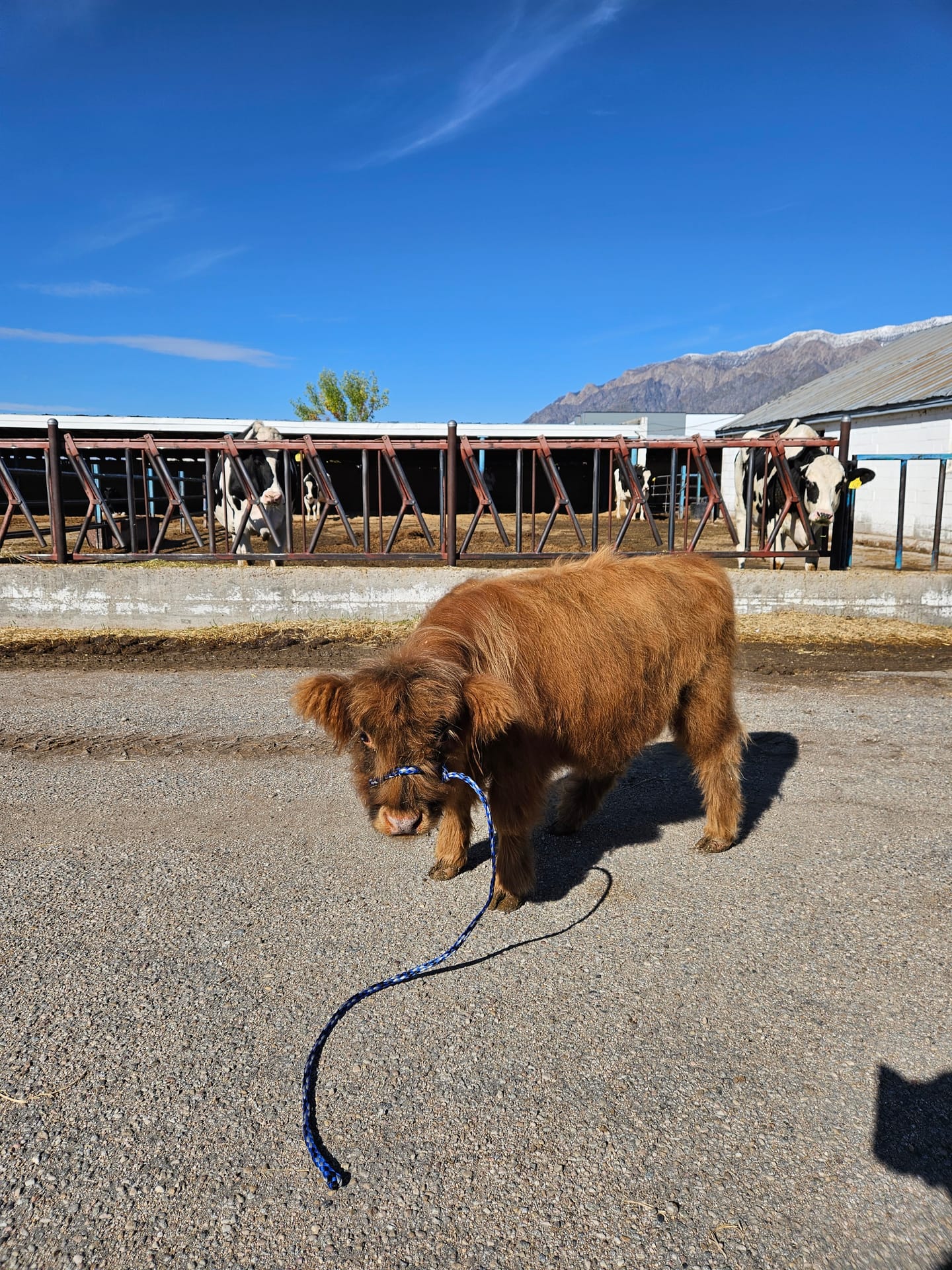 Harry the Highland bull