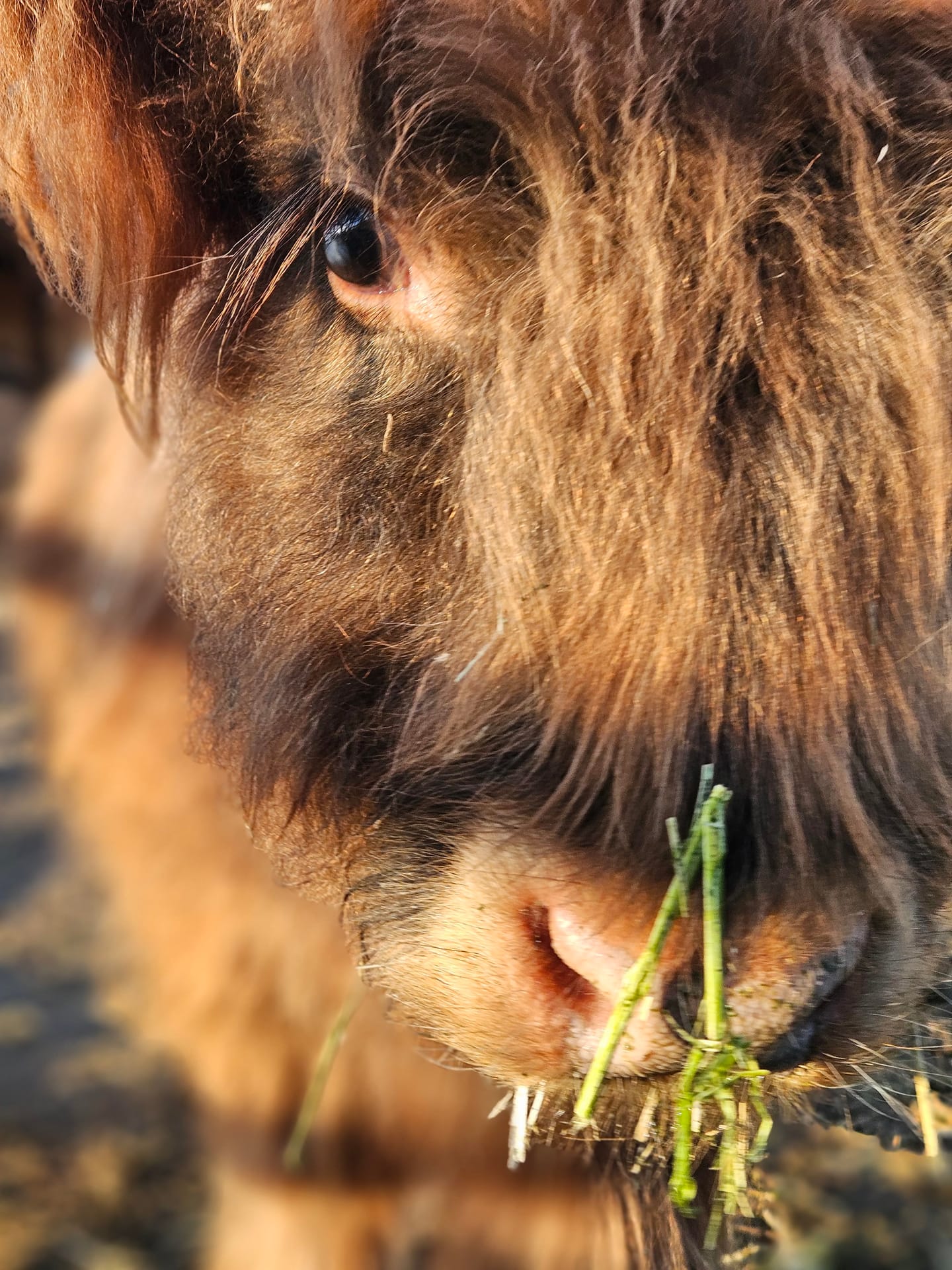 Harry the Highland bull