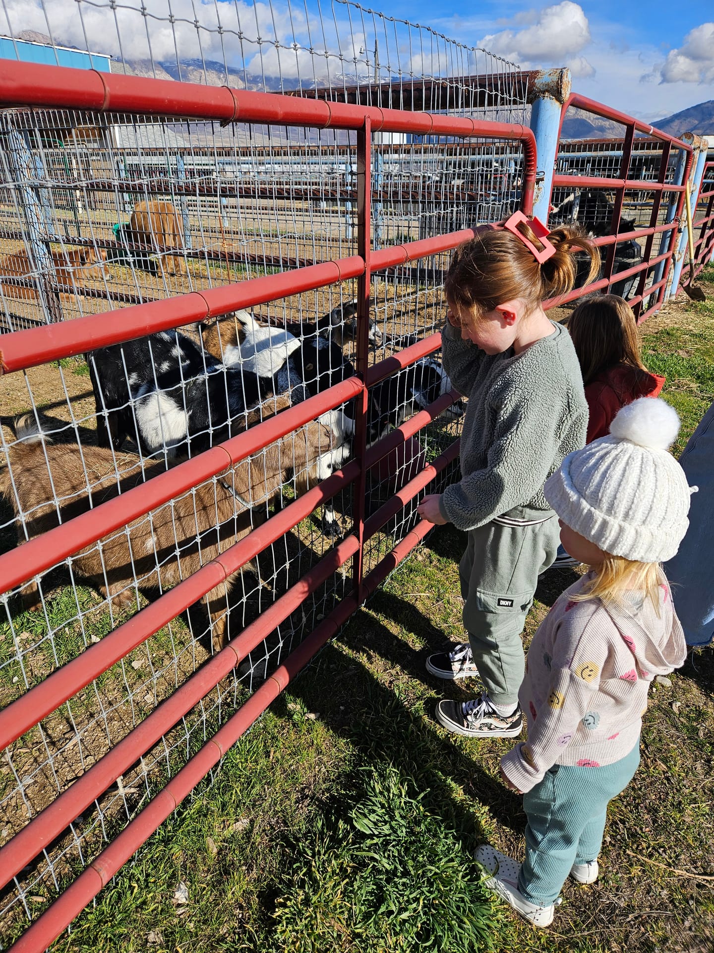 Harry the Highland bull