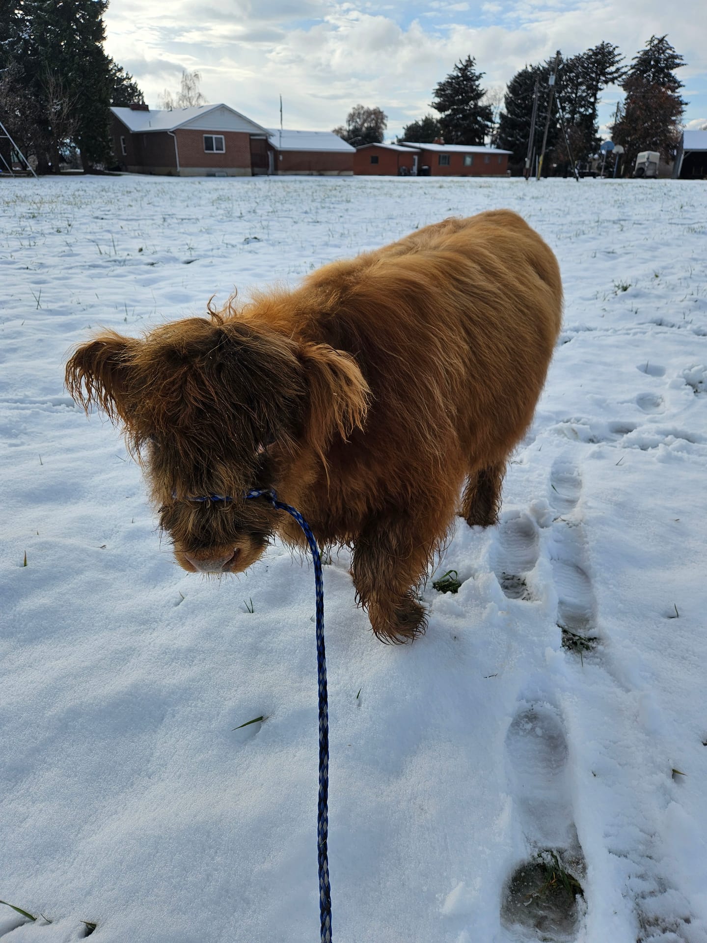 Harry the Highland bull