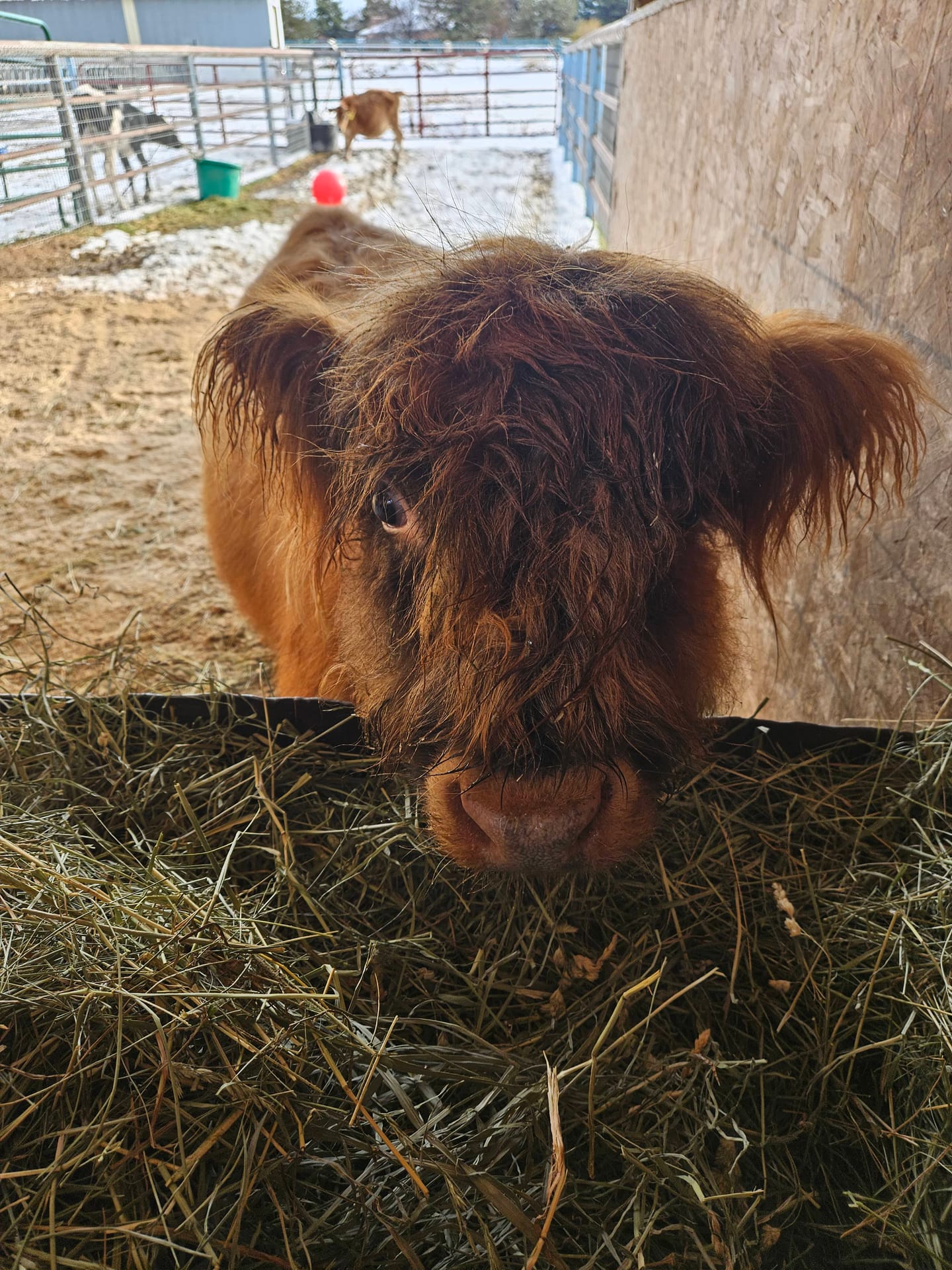 Harry the Highland bull