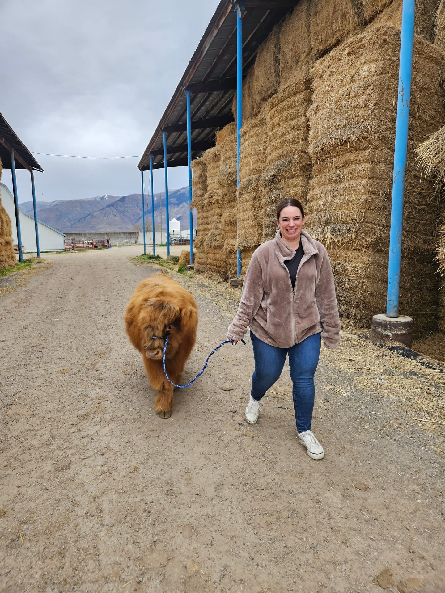 Harry the Highland bull
