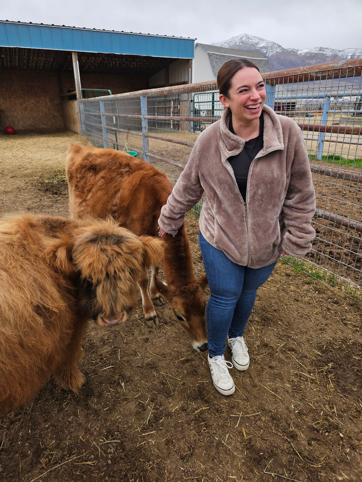Harry the Highland bull