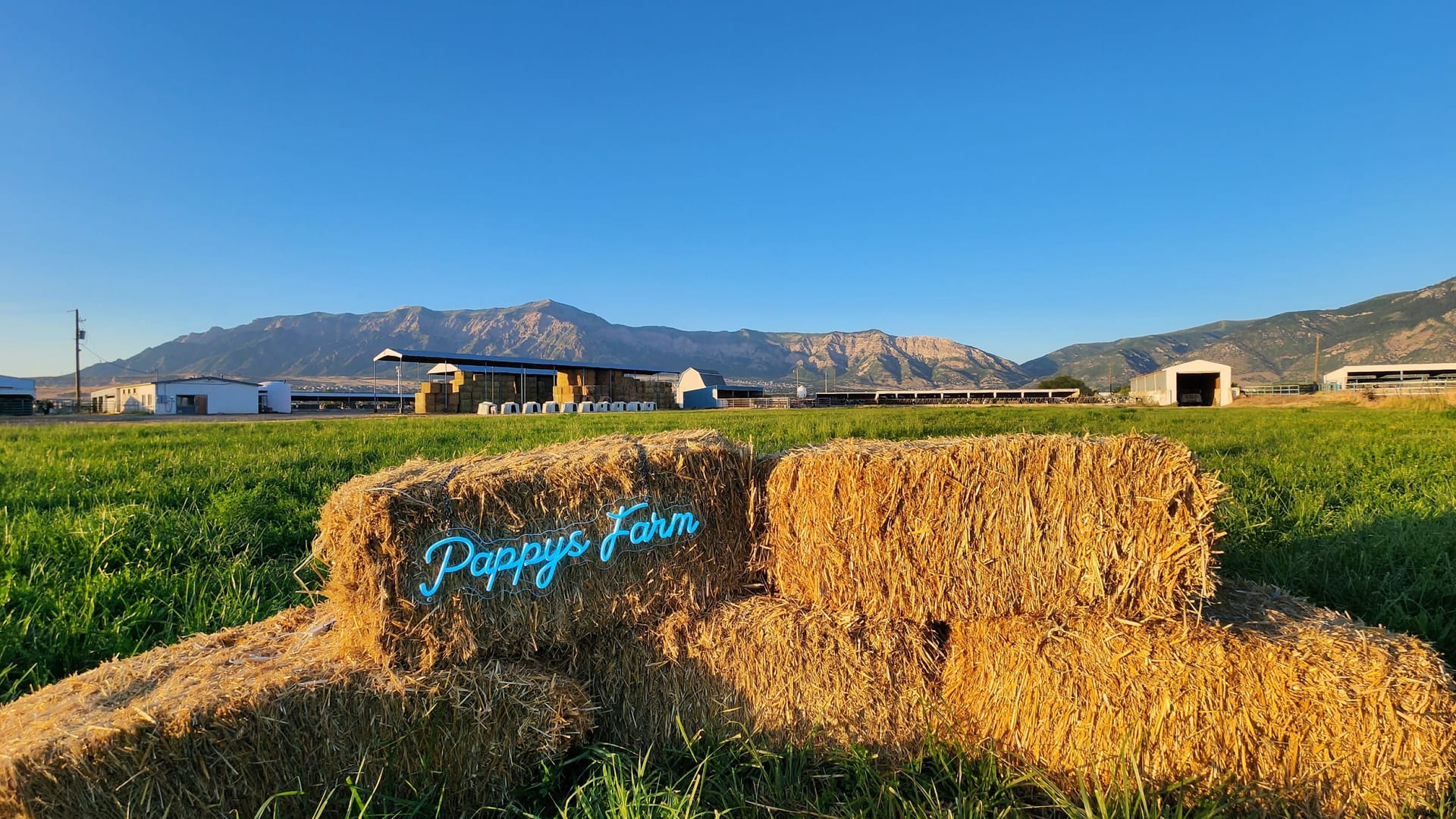 Harry the Highland bull