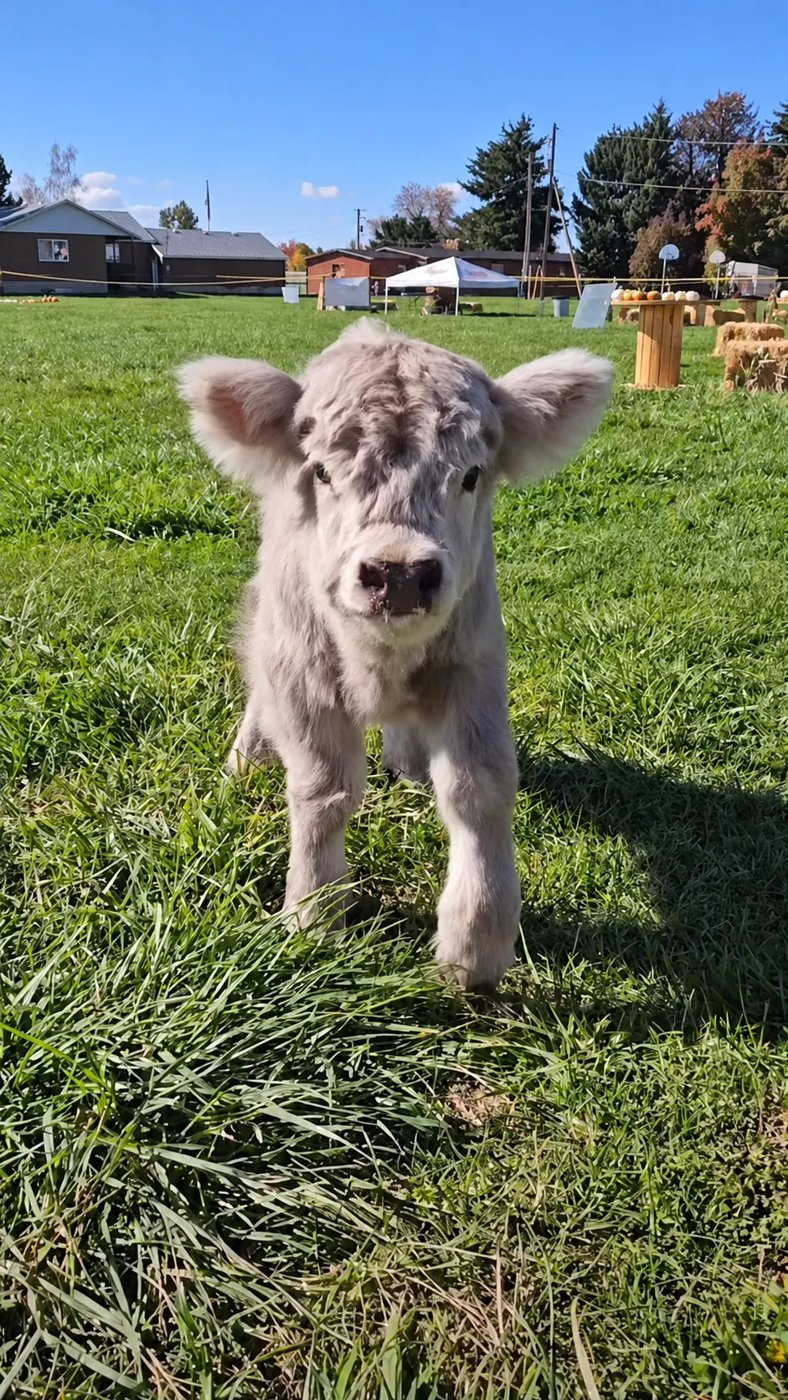 Grace, a light grey fluffy Highland calf, running across the grass