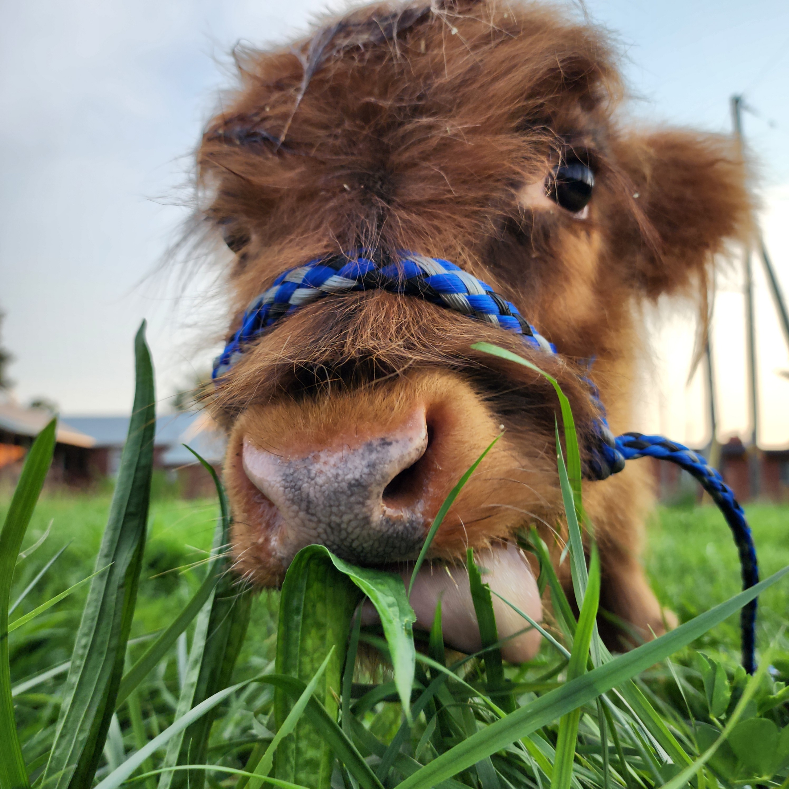 Harry the Highland cow grazing in a green field