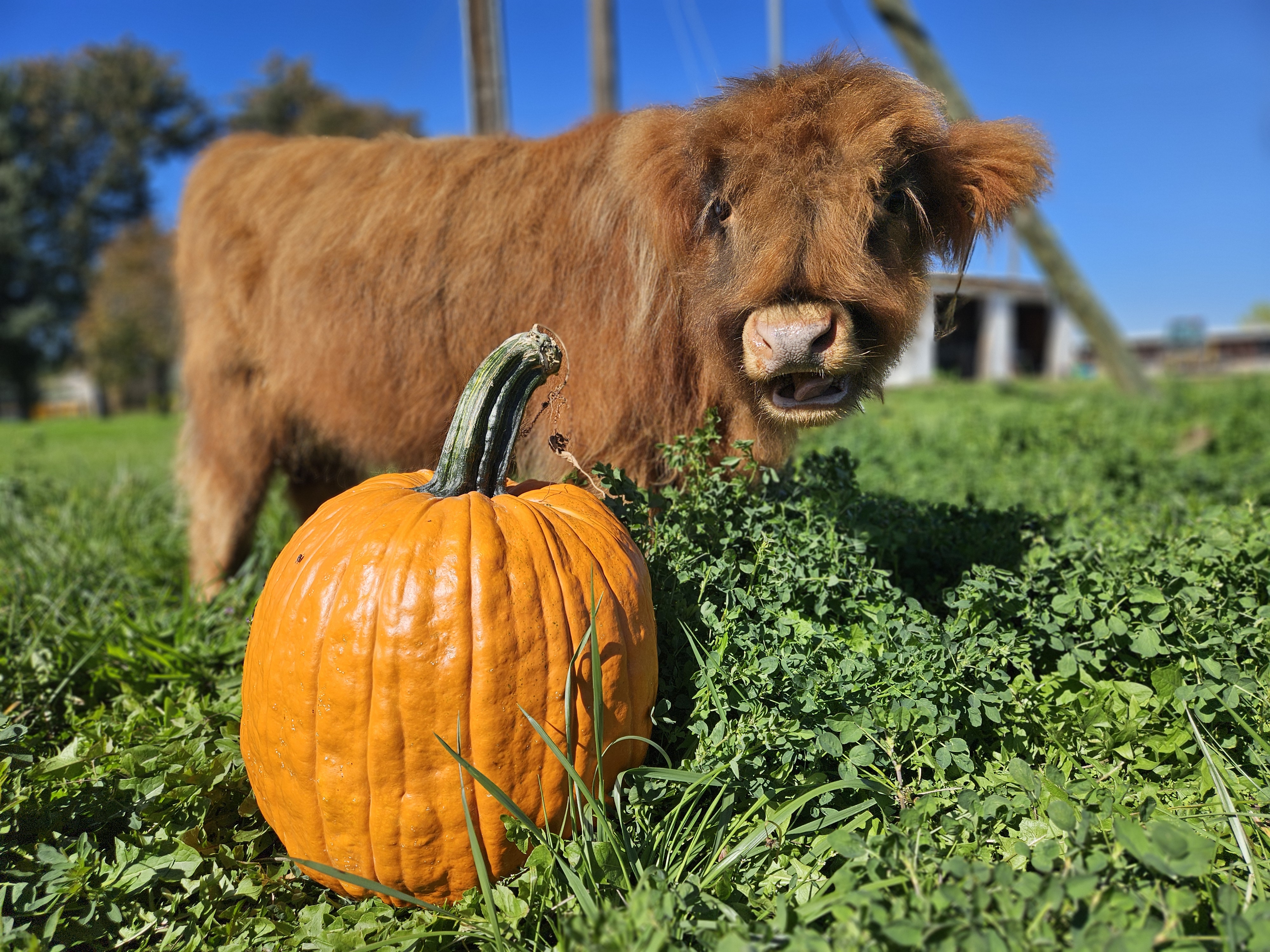 Harry the Highland bull calf with a pumpkin on the farm