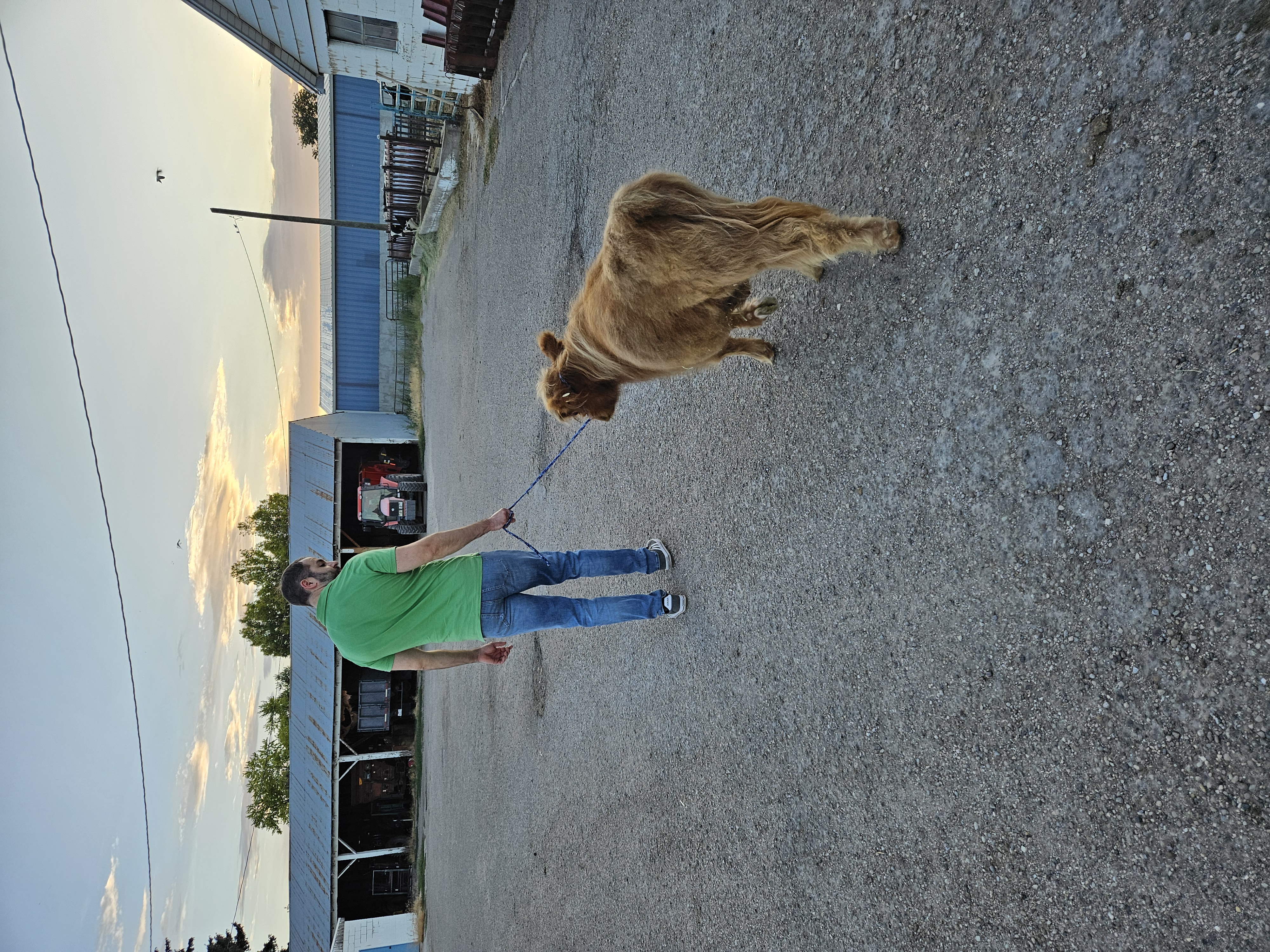 Walking Harry the Highland cattle