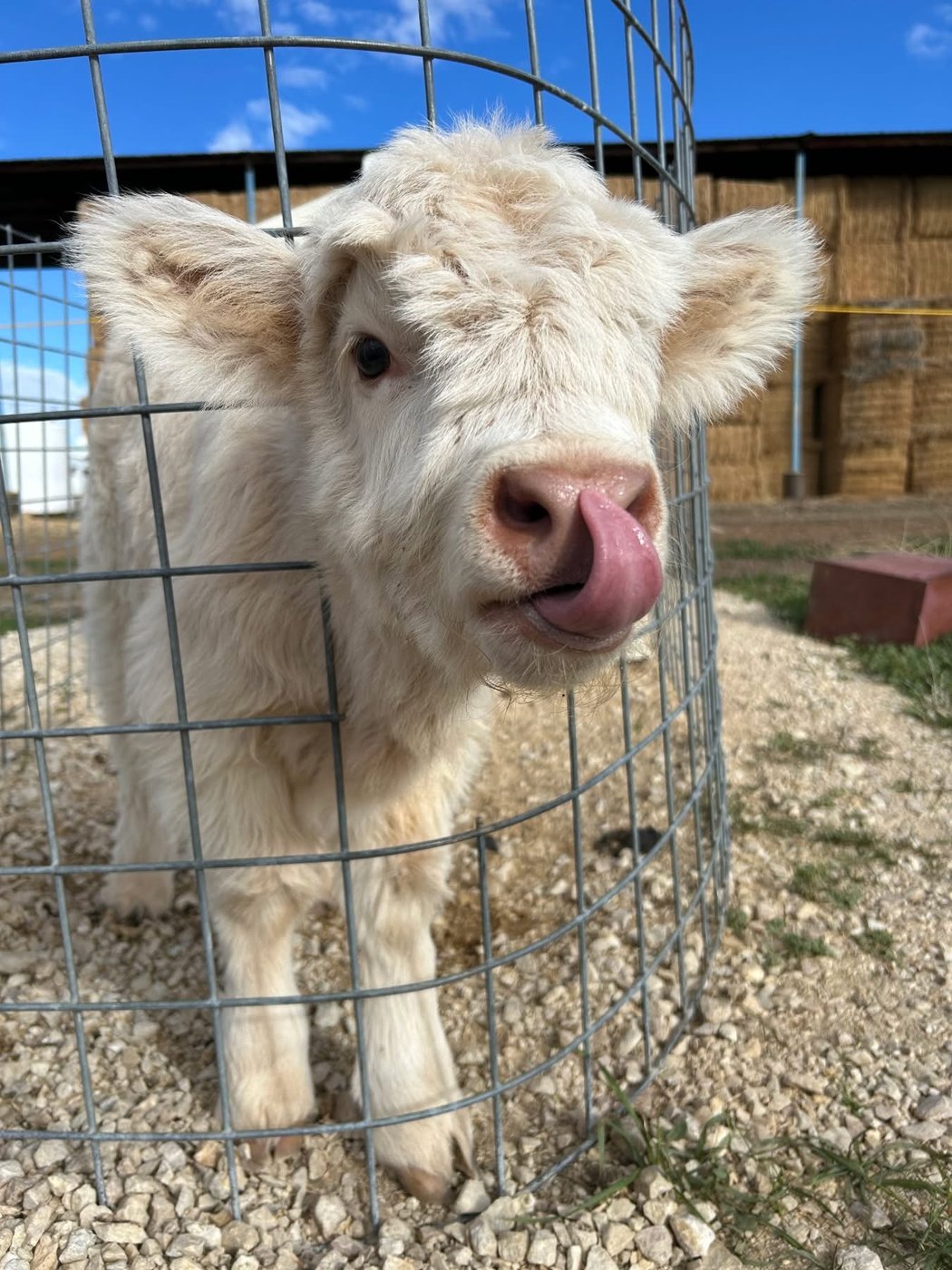 Helen, a fluffy white Highland calf, licking her nose at Pappy's Farm