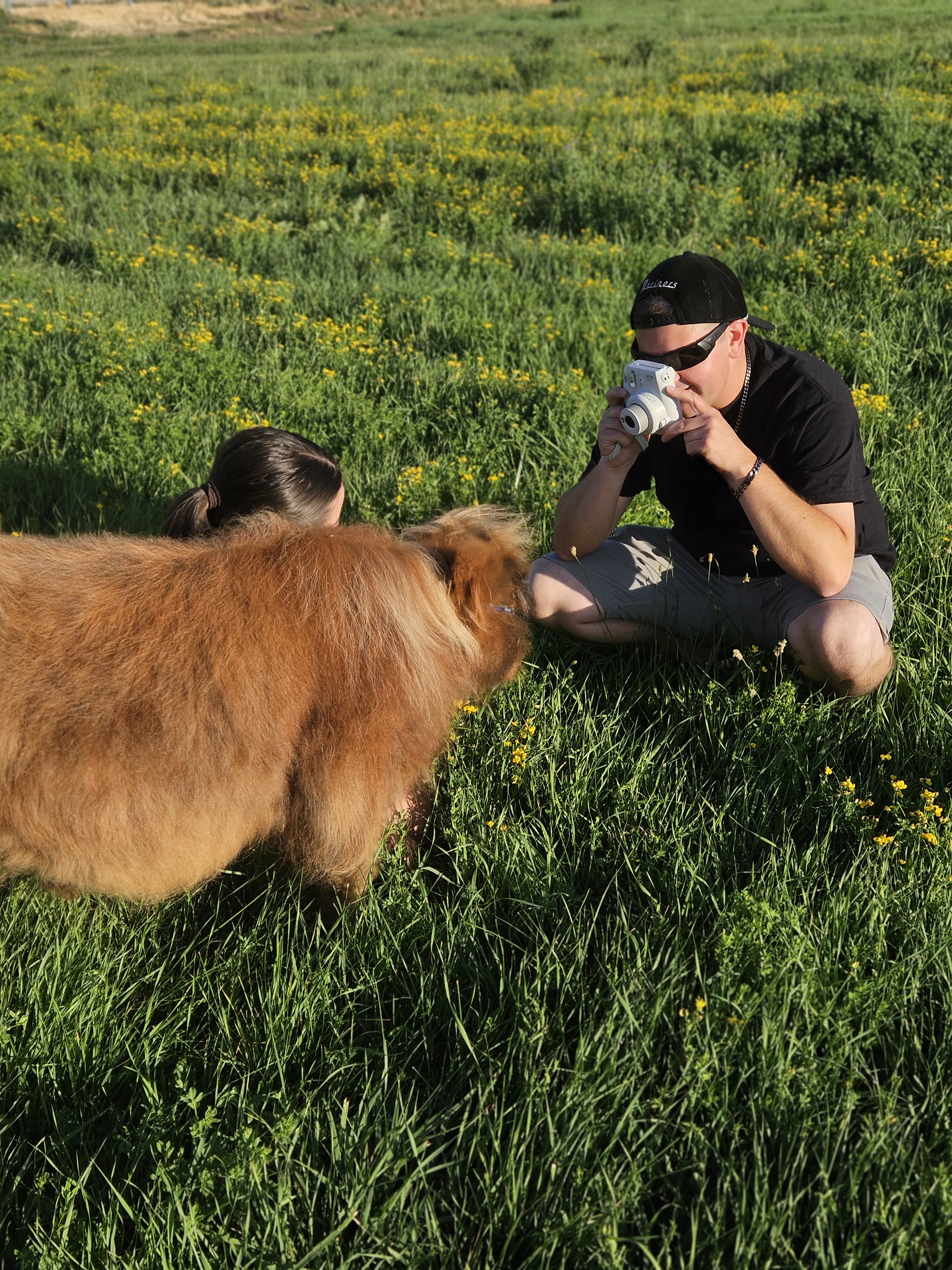Photographing Highland cattle